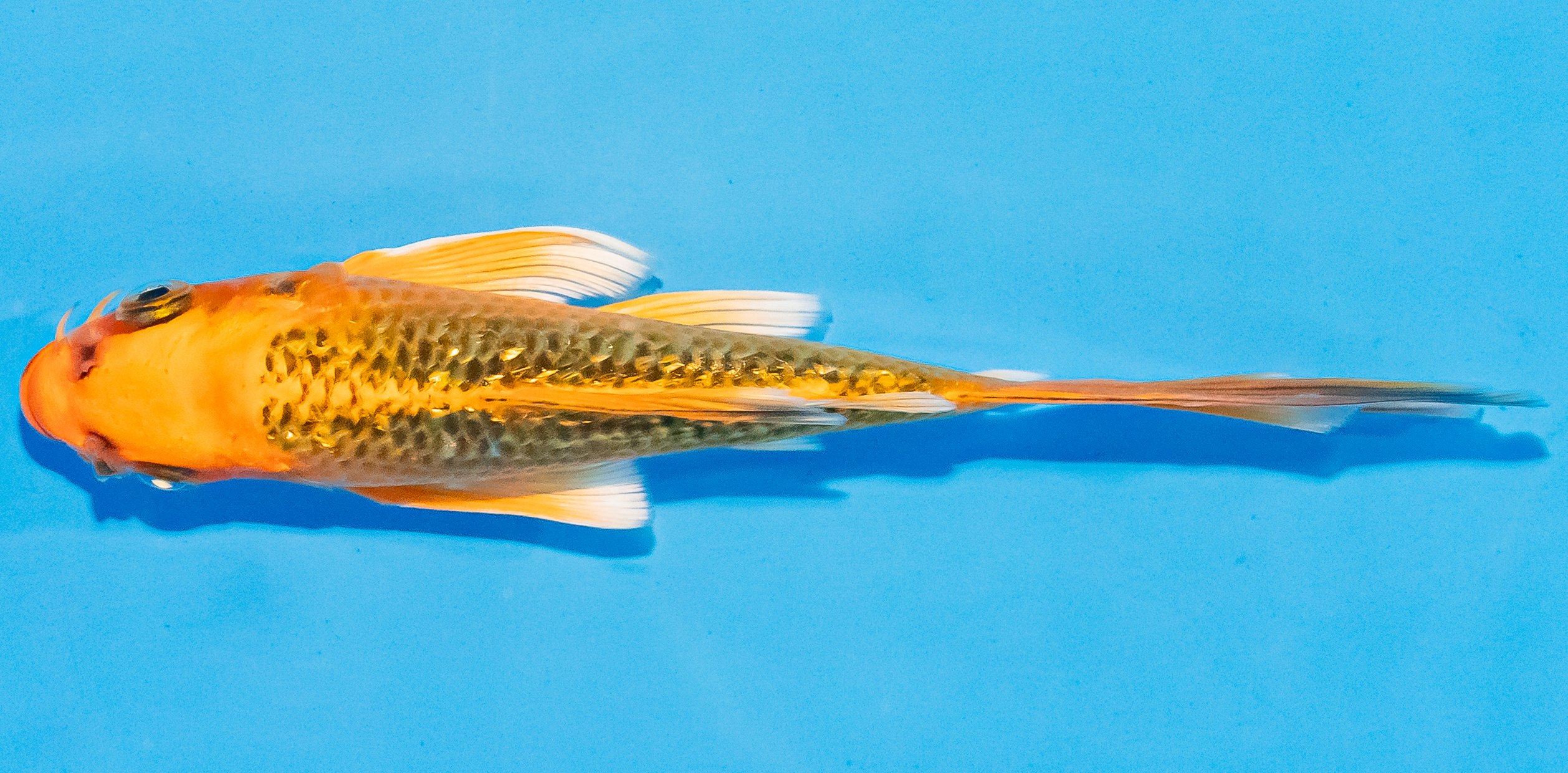 Butterfly Koi 14-17cm Nr. 3777