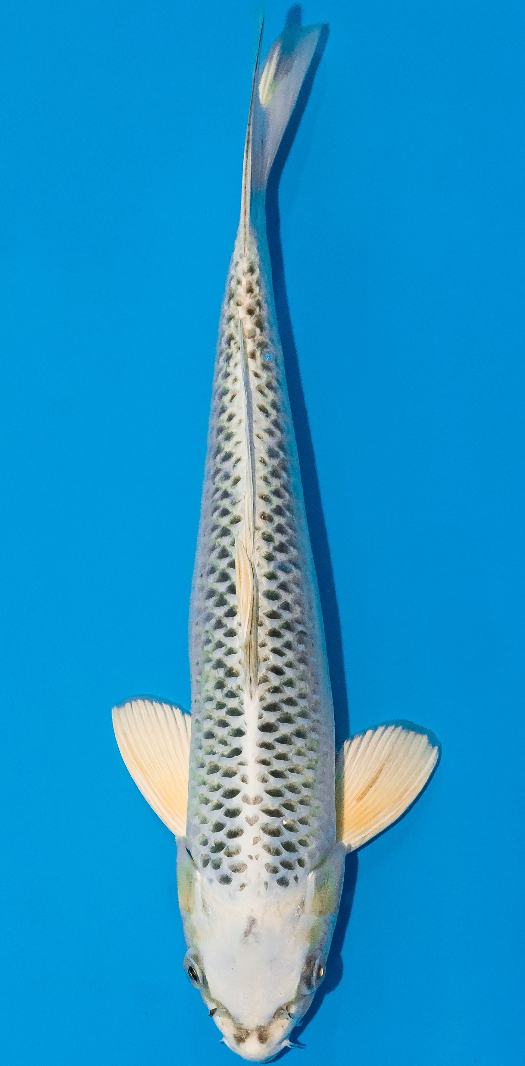 Koi 30-35cm Nr. 1023