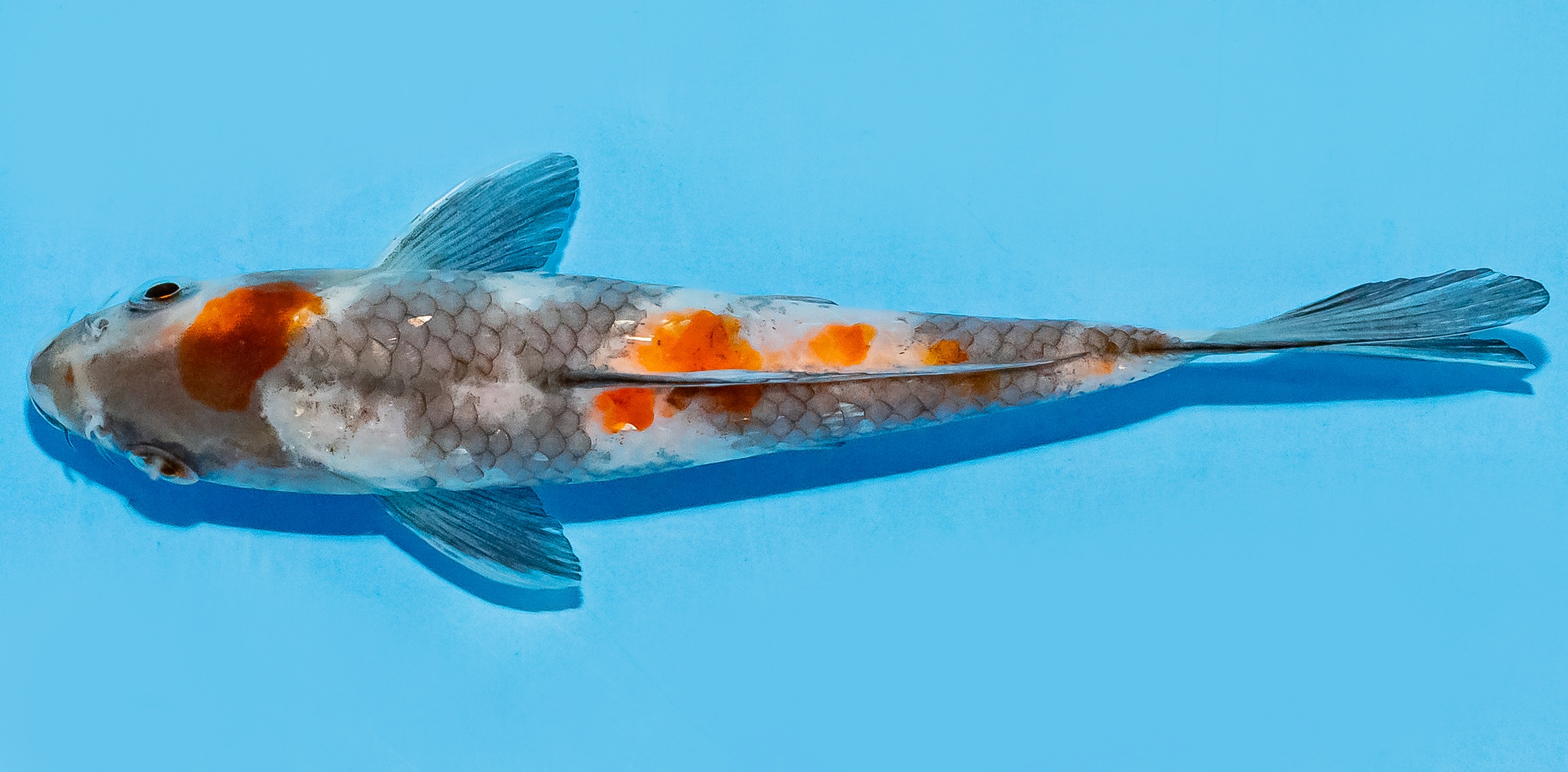 Koi 14-17cm Nr. 7043