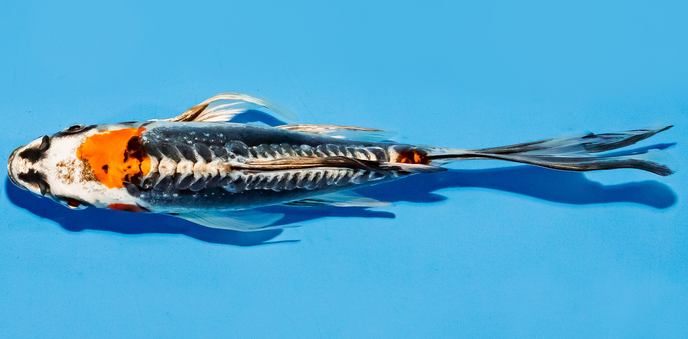 Butterfly Koi 20-25cm Nr. 5479