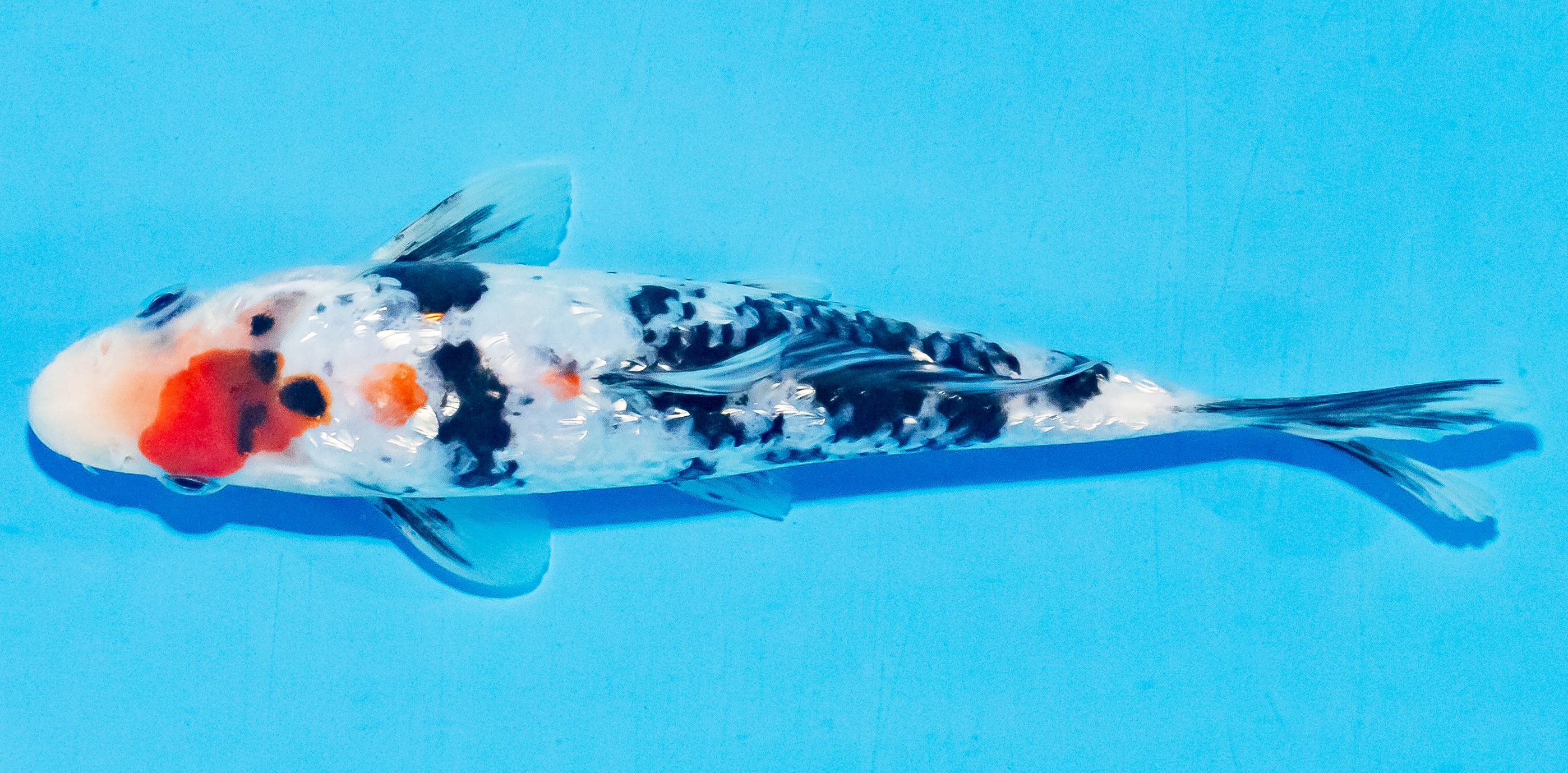 Koi 17-20cm Nr. 4583