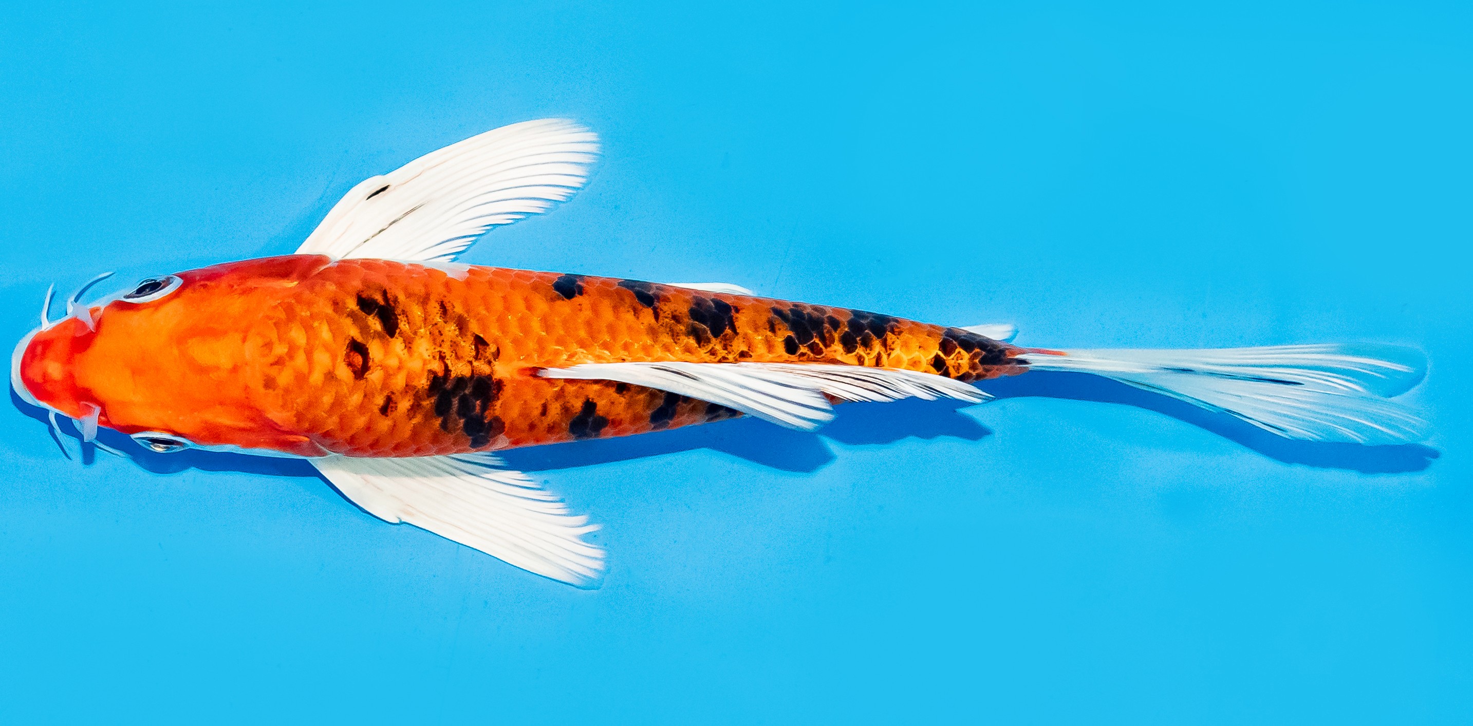Butterfly Koi 20-25cm Nr. 7328