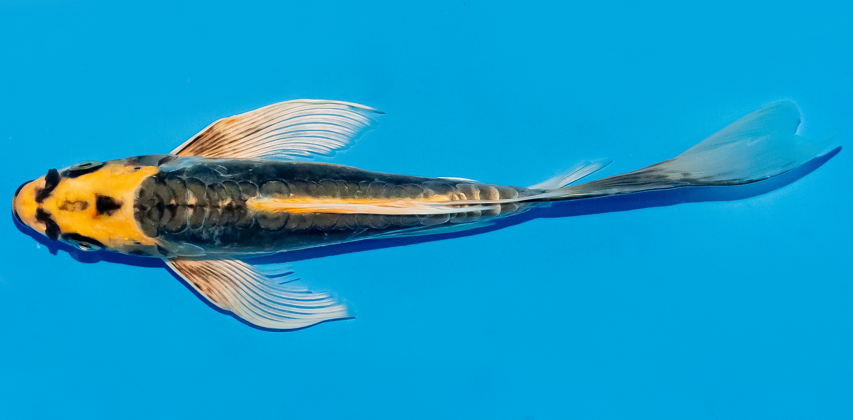 Butterfly Koi 25-30cm Nr. 5646