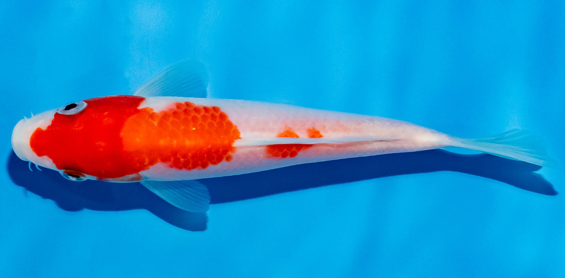 Koi 14-17cm Nr. 4715