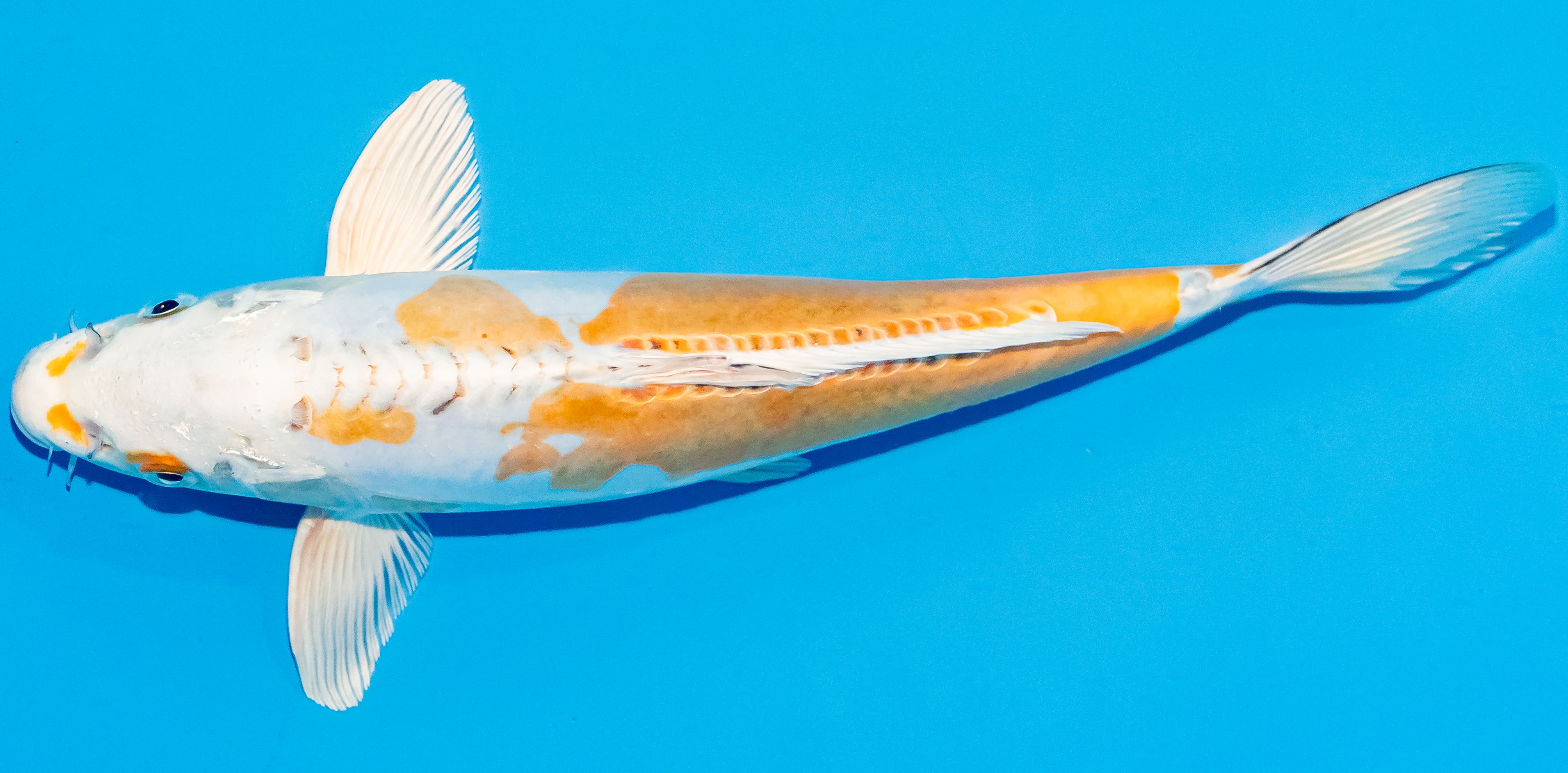 Koi 25-30cm Nr. 4212