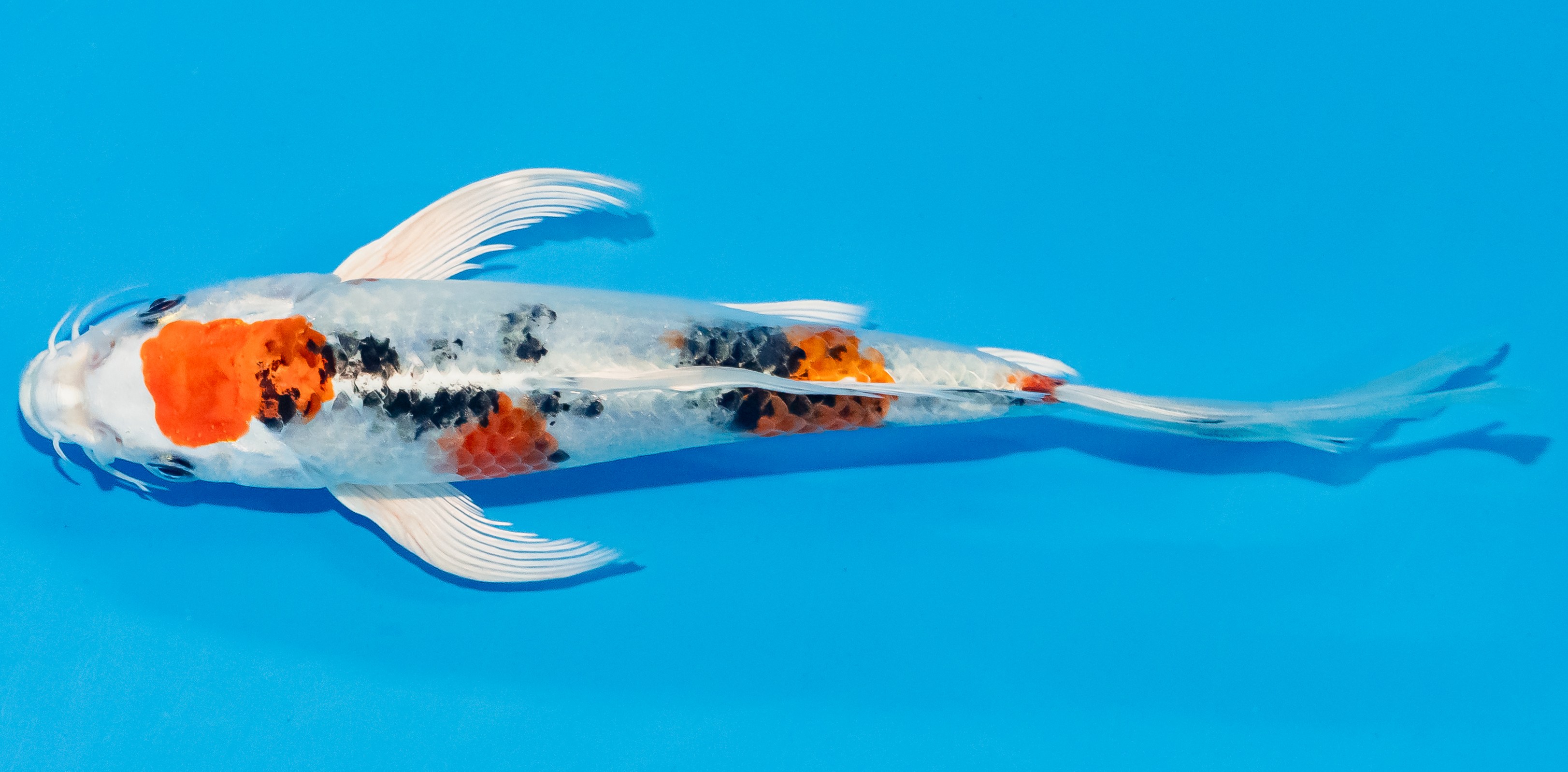 Butterfly Koi 20-25cm Nr. 3362