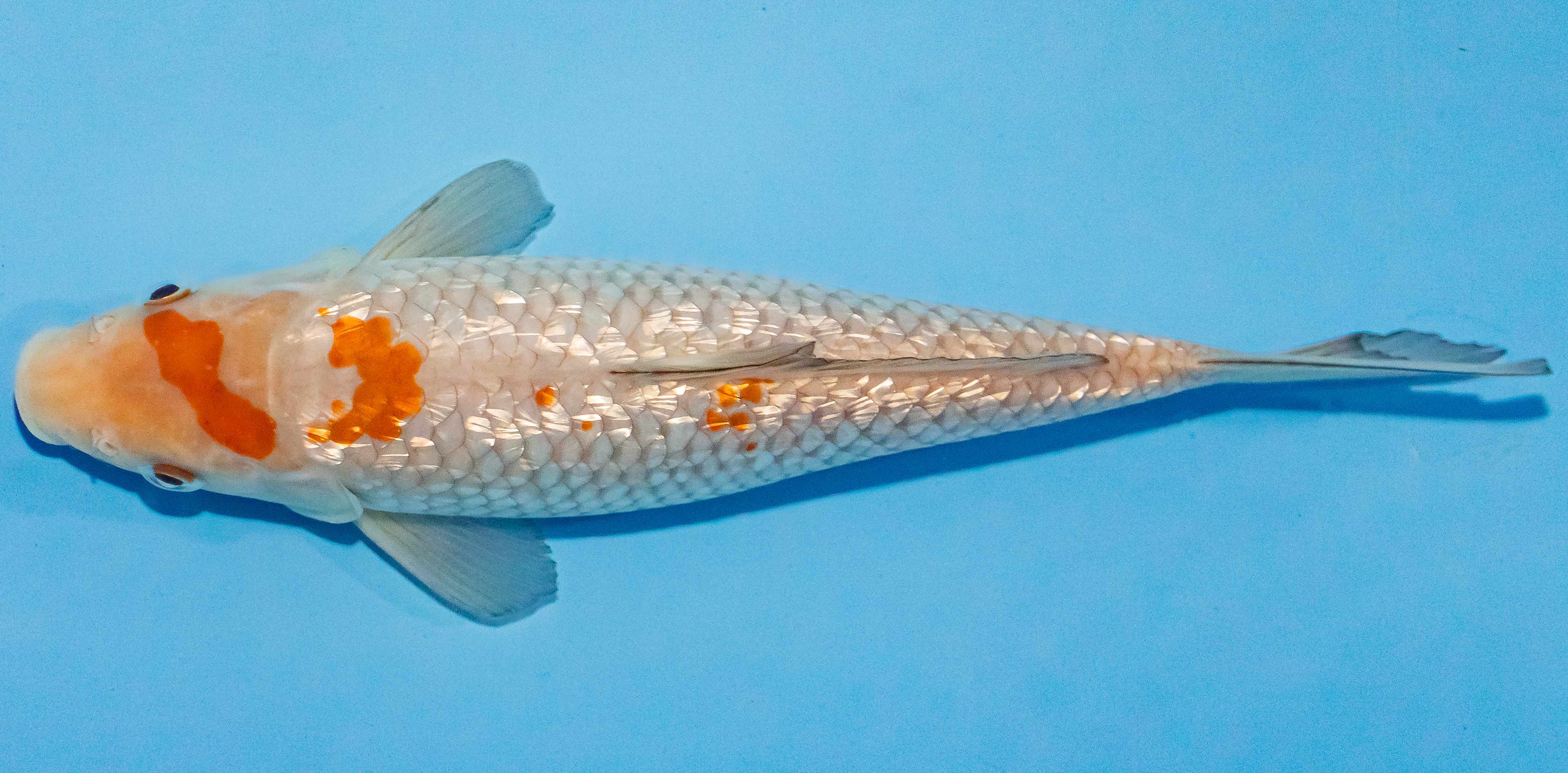 Koi 25-30cm Nr. 4280