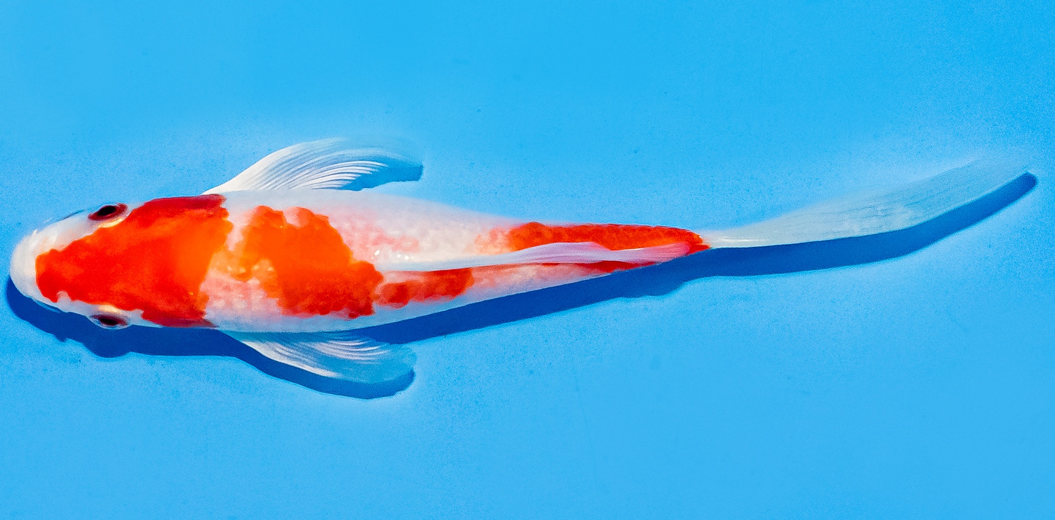 Butterfly Koi 14-17cm Nr. 5729