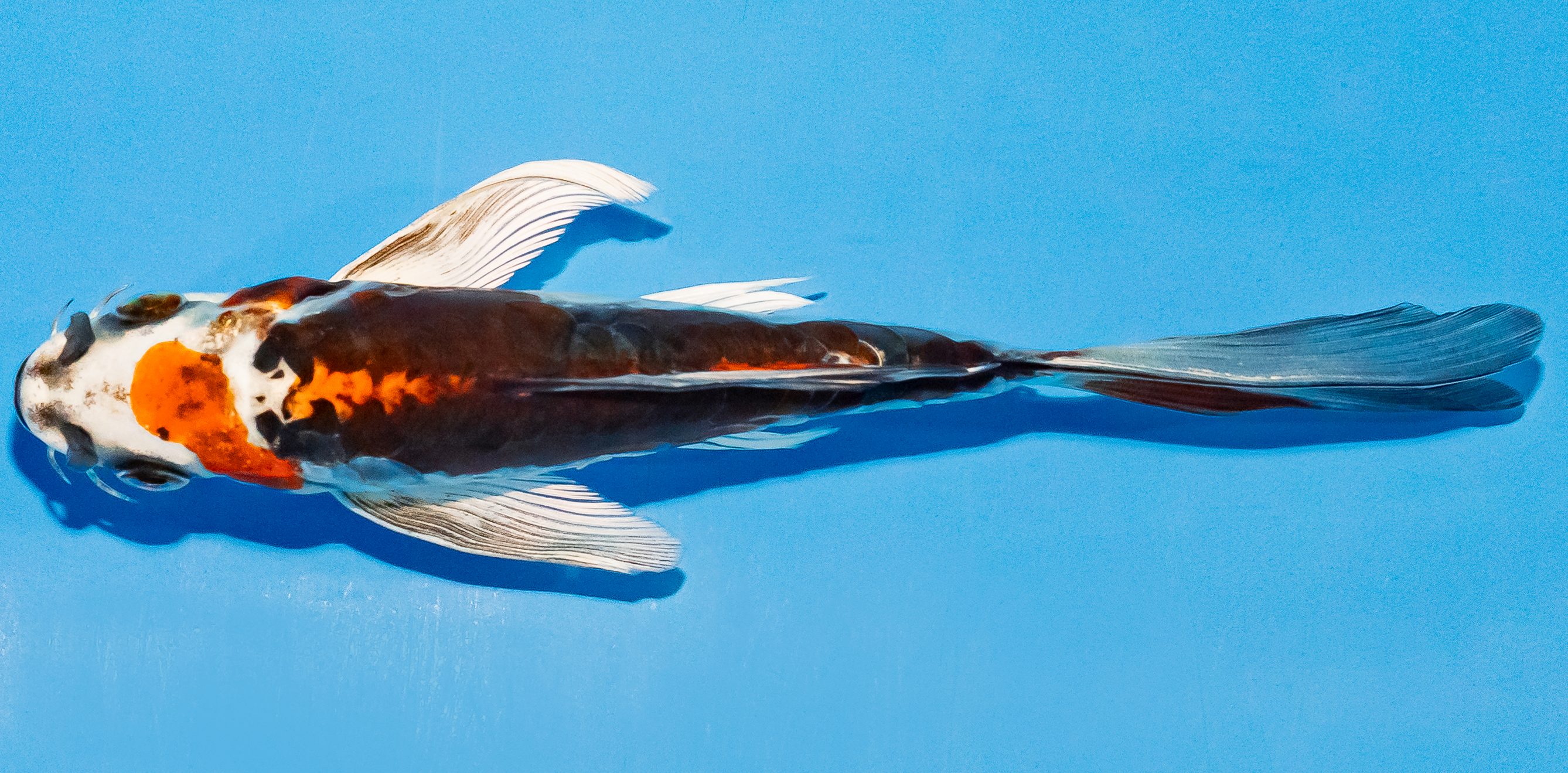 Butterfly Koi 14-17cm Nr. 2514