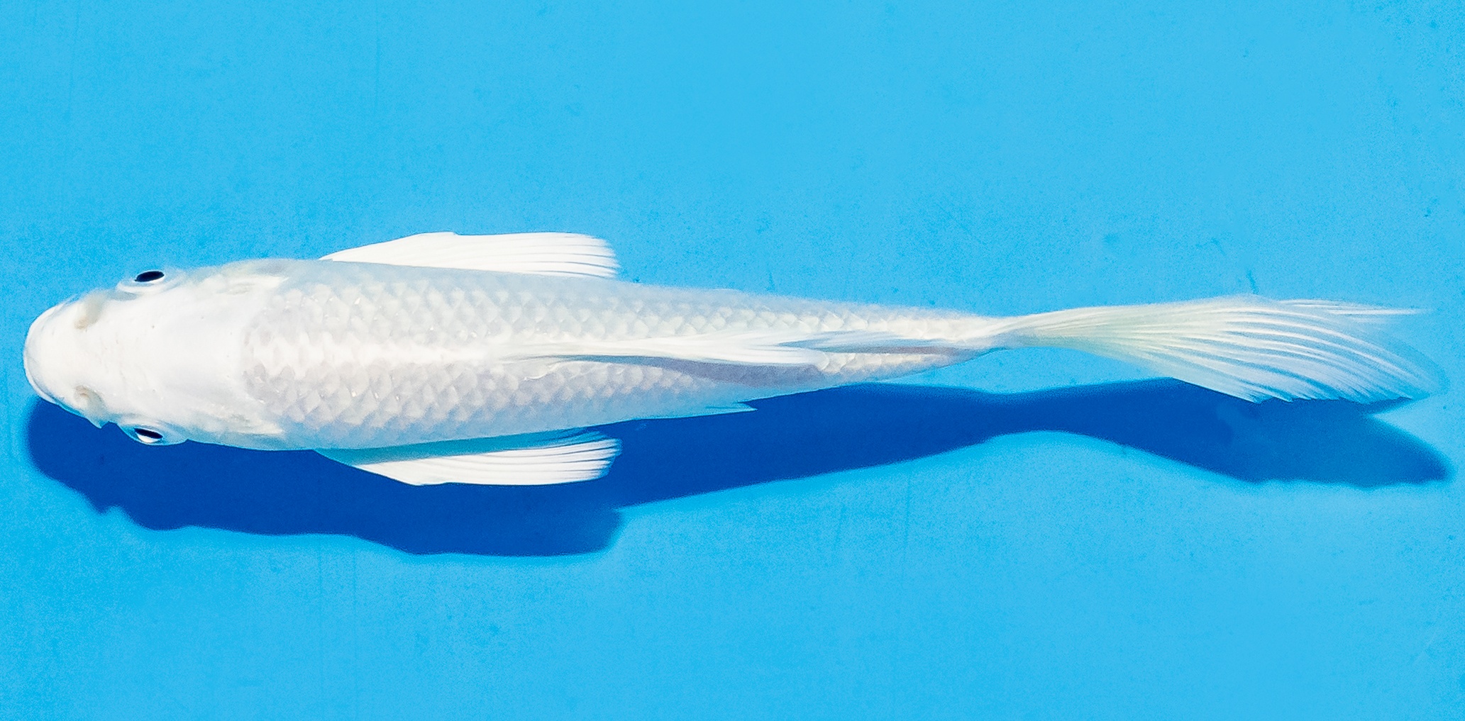 Butterfly Koi 14-17cm Nr. 5777