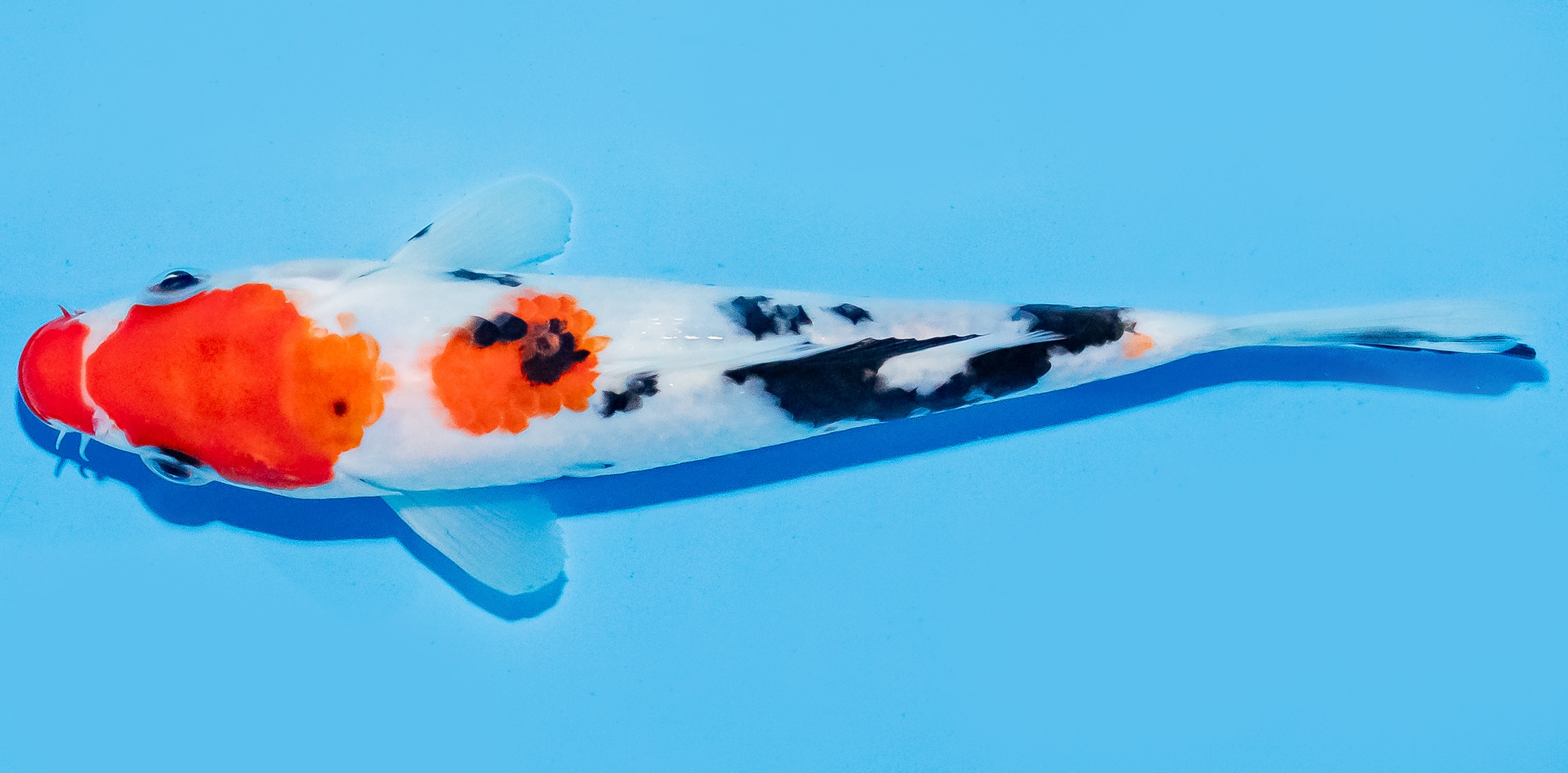 Koi 17-20cm Nr. 7140