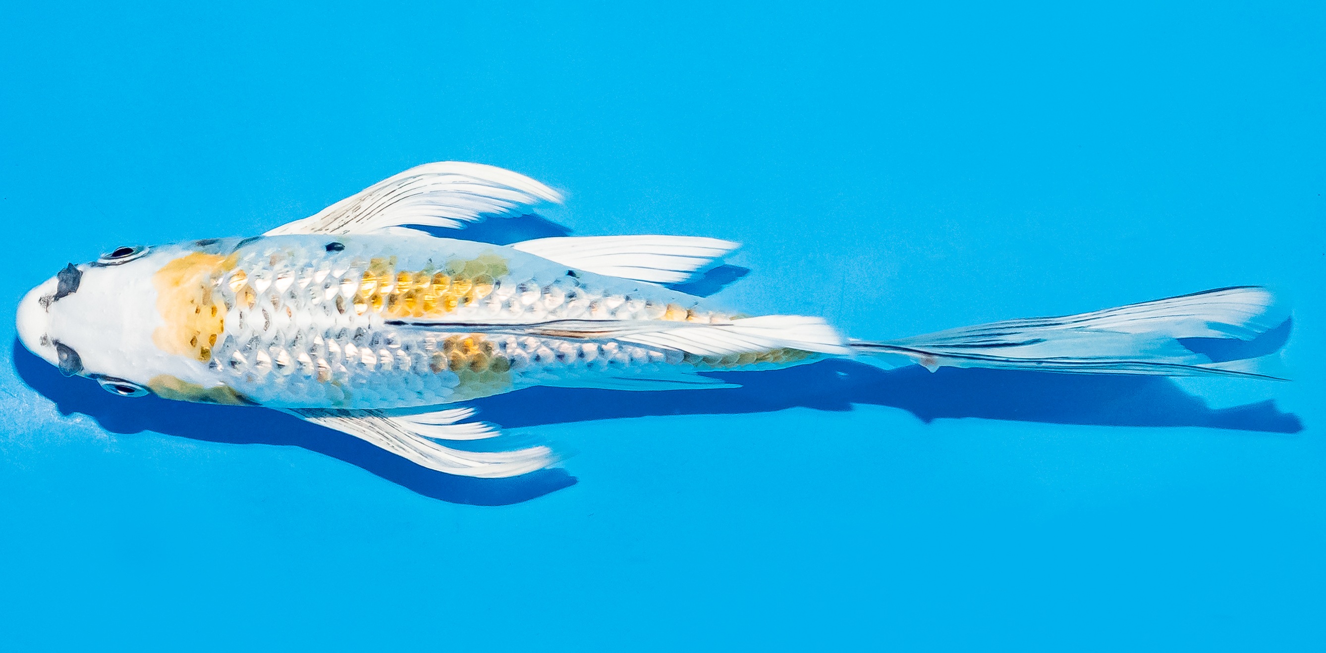 Butterfly Koi 20-25cm Nr. 5465