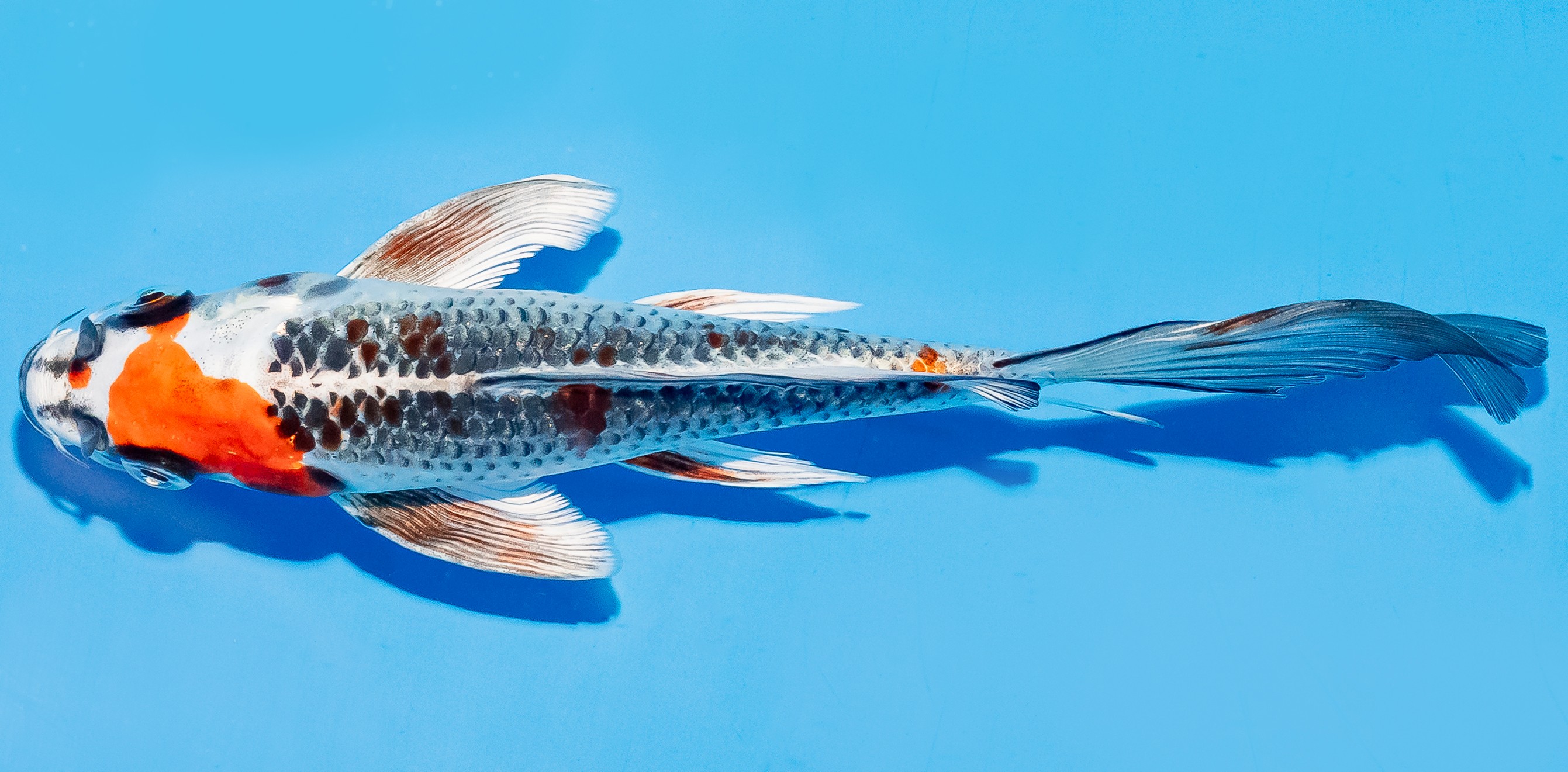 Butterfly Koi 17-20cm Nr. 5926