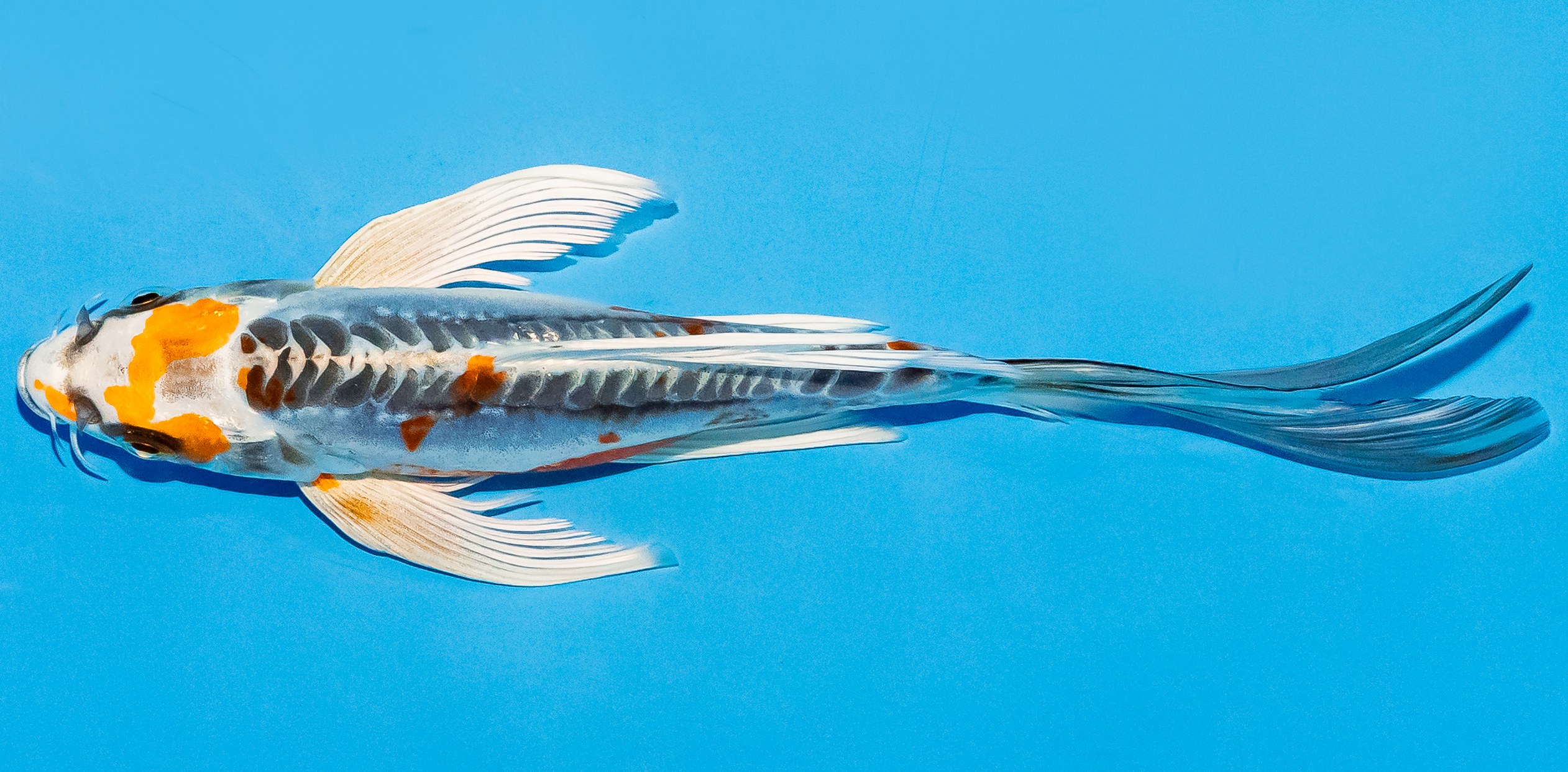 Butterfly Koi 20-25cm Nr. 5494