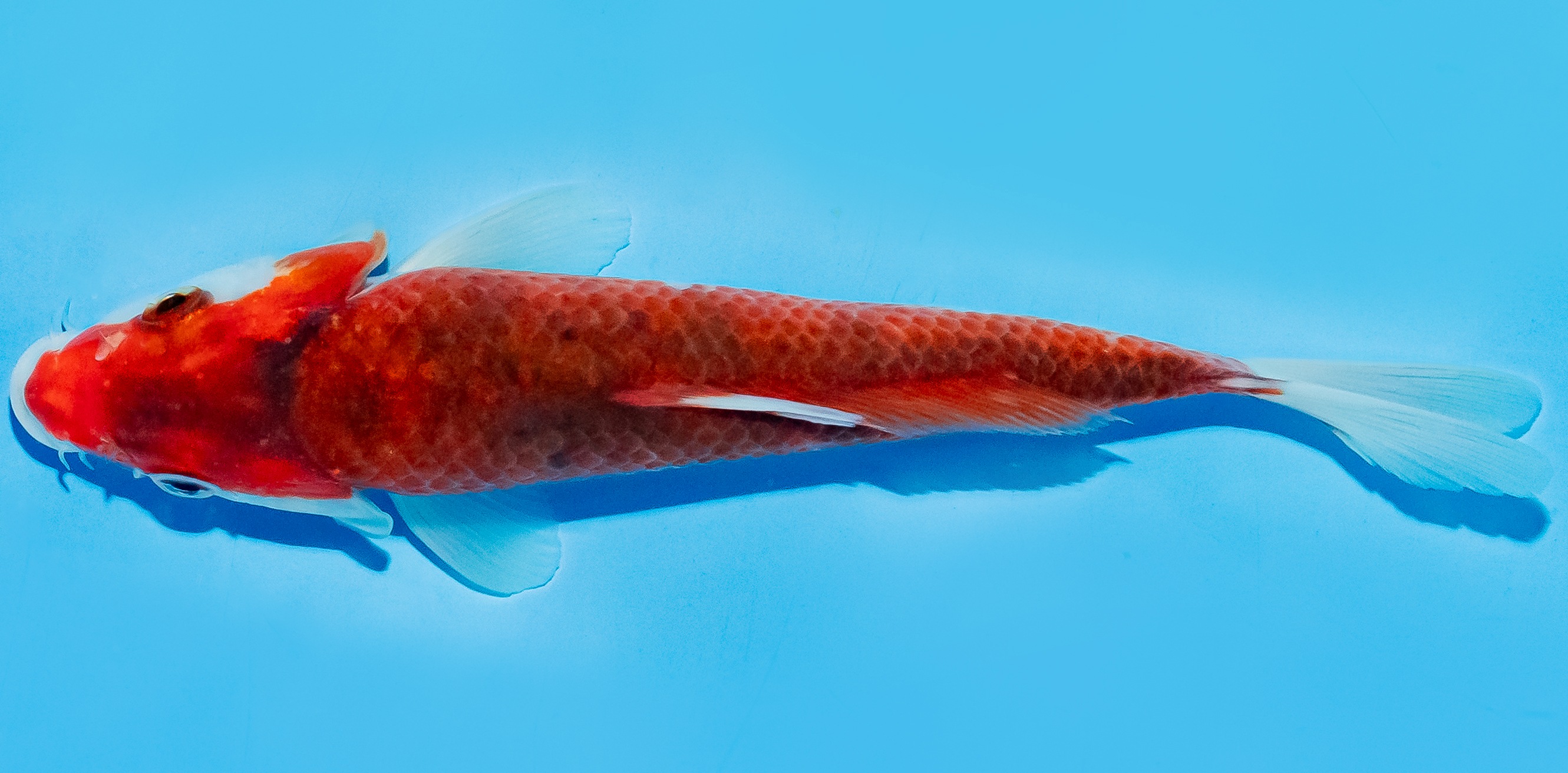 Koi 17-20cm Nr. 7810