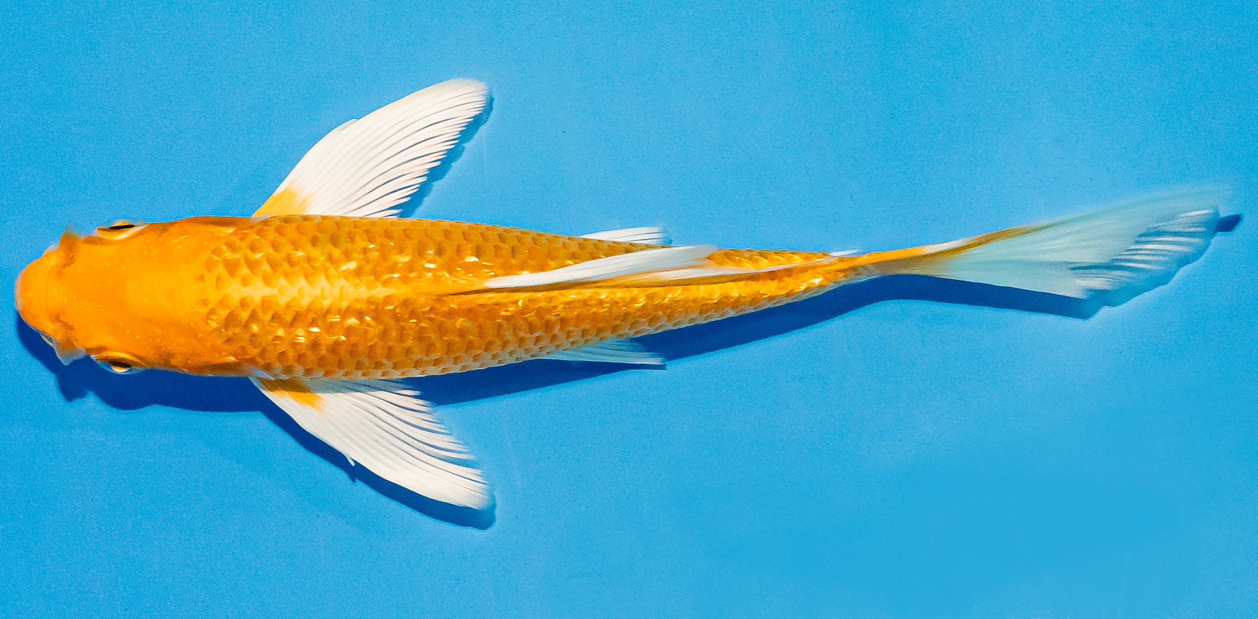 Butterfly Koi 14-17cm Nr. 2512