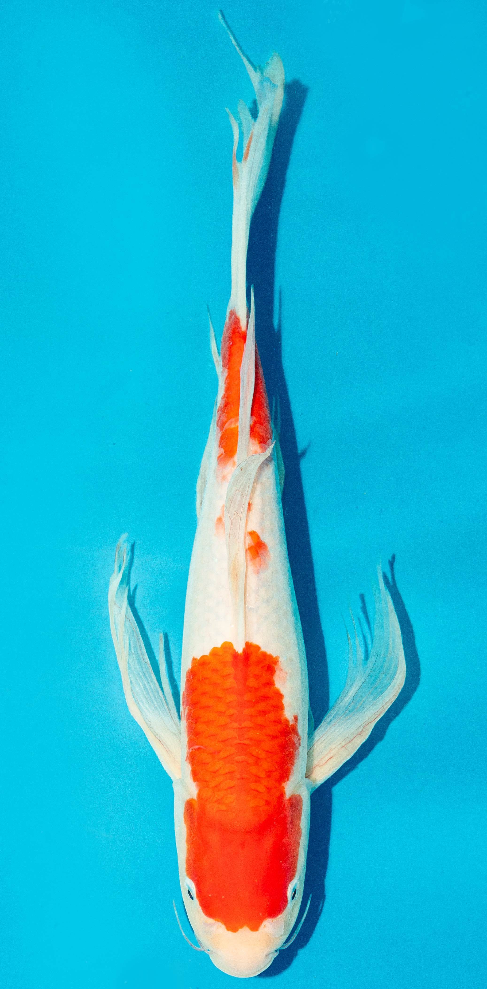 Butterfly Koi 35-40cm Nr. 4521