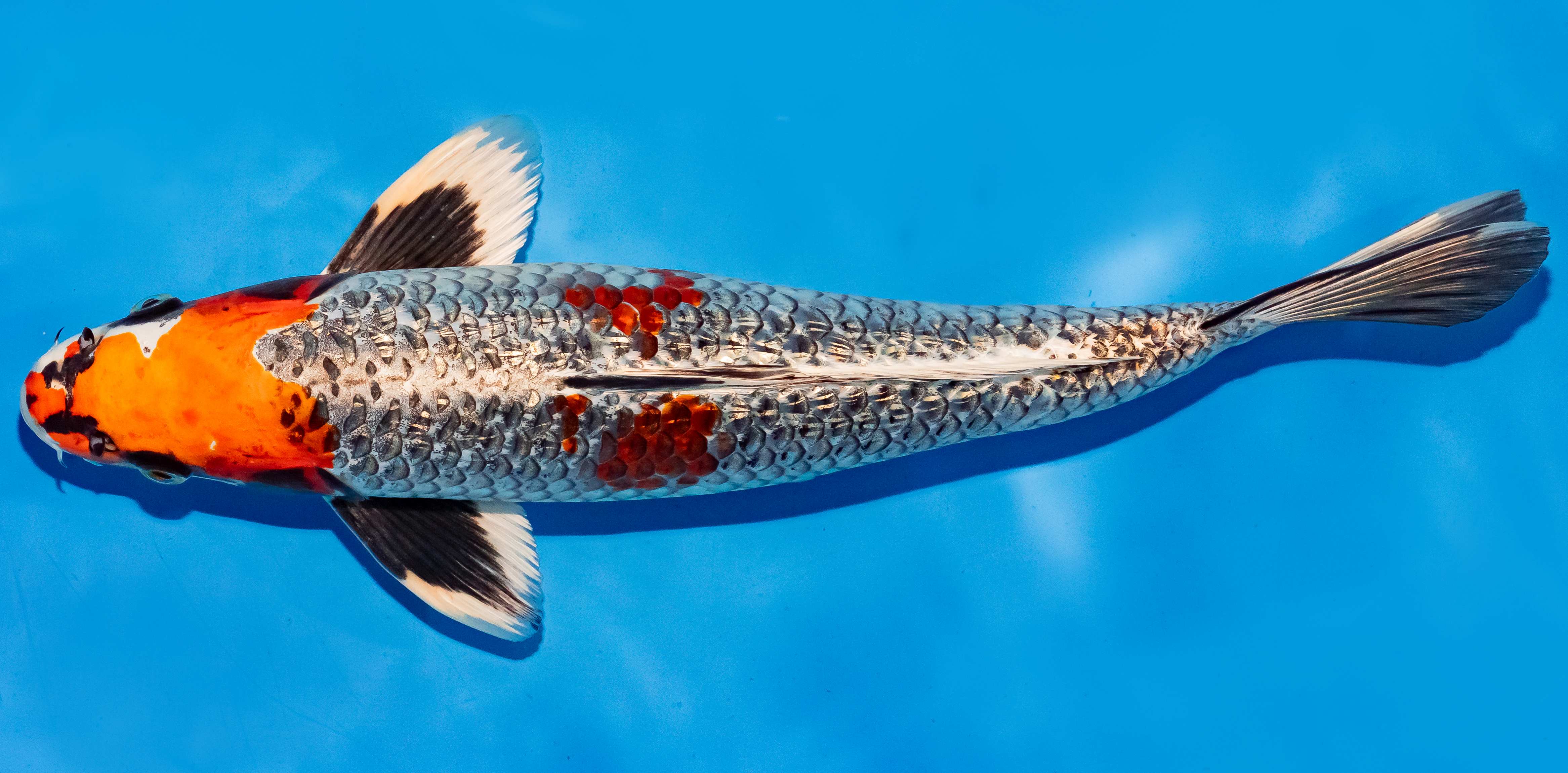 Koi 35-40cm Nr. 6736