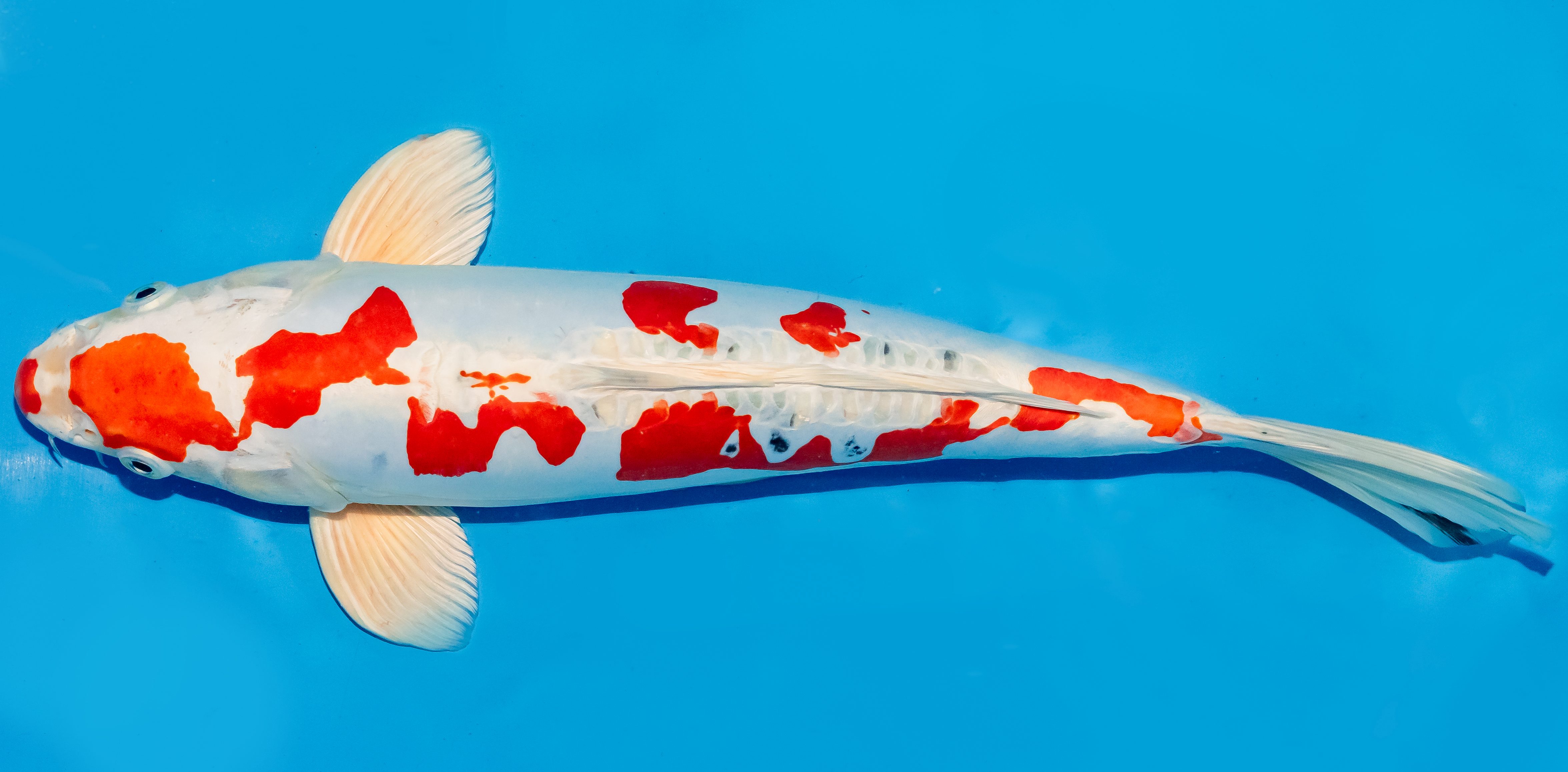 Koi 35-40cm Nr. 6745