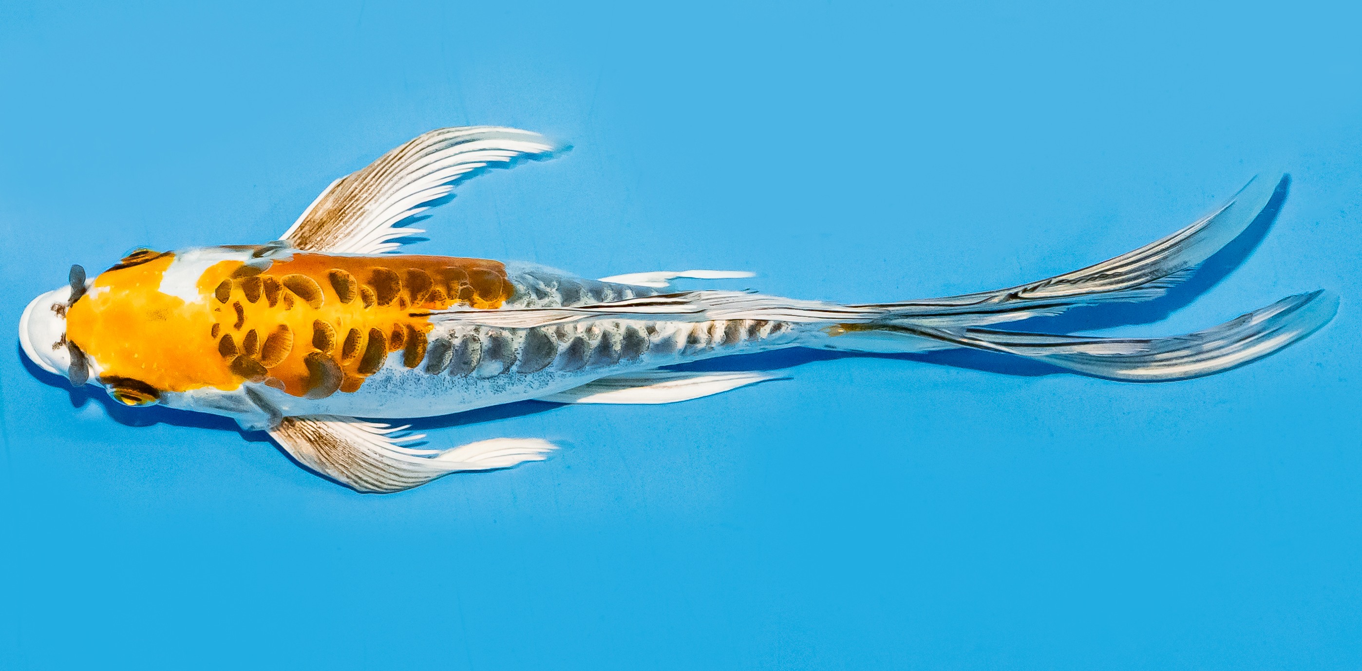 Butterfly Koi 17-20cm Nr. 6969