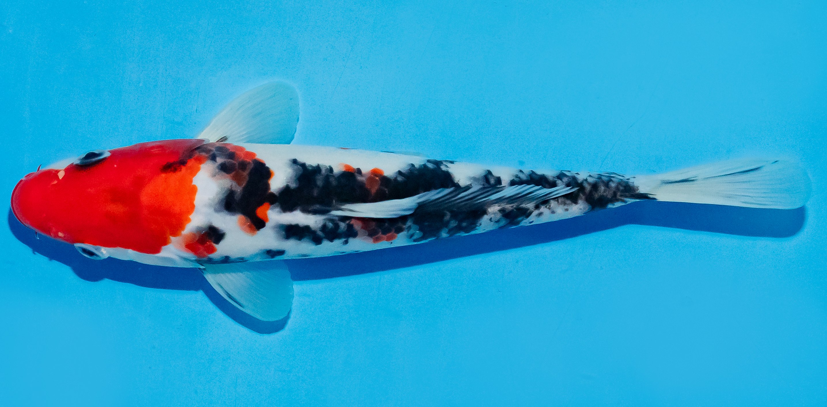 Koi 20-25cm Nr. 6027