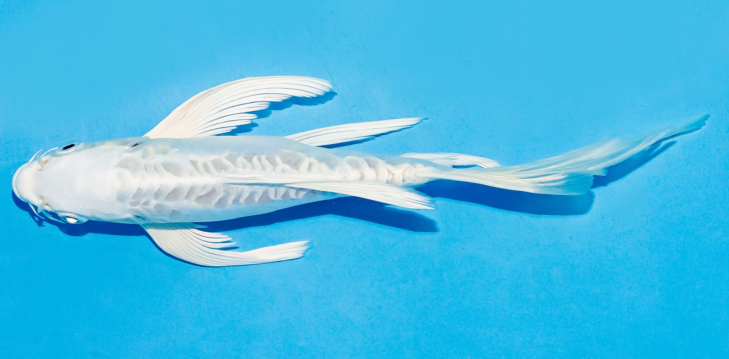 Butterfly Koi 17-20cm Nr. 5914