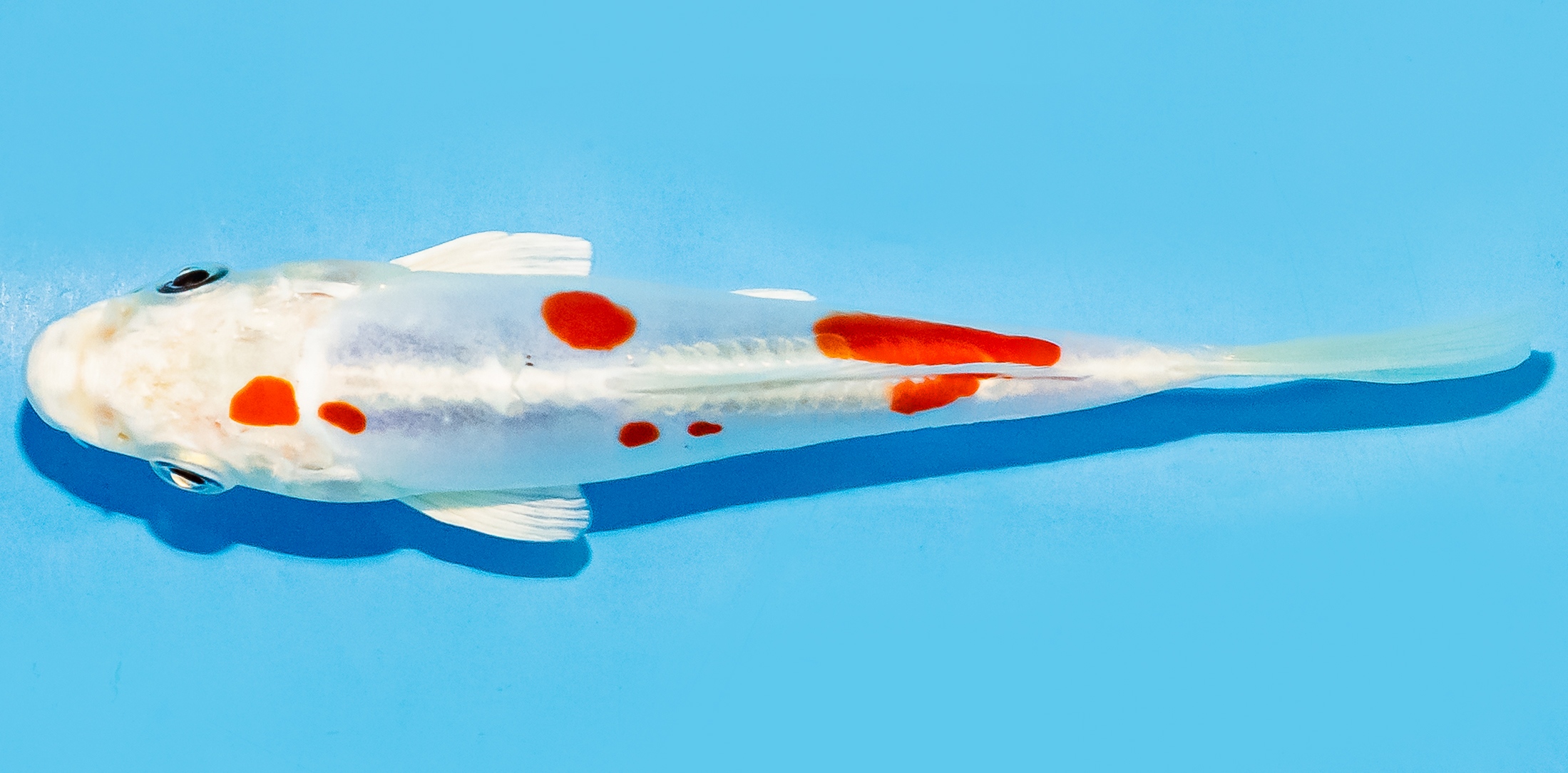 Koi 14-17cm Nr. 7037