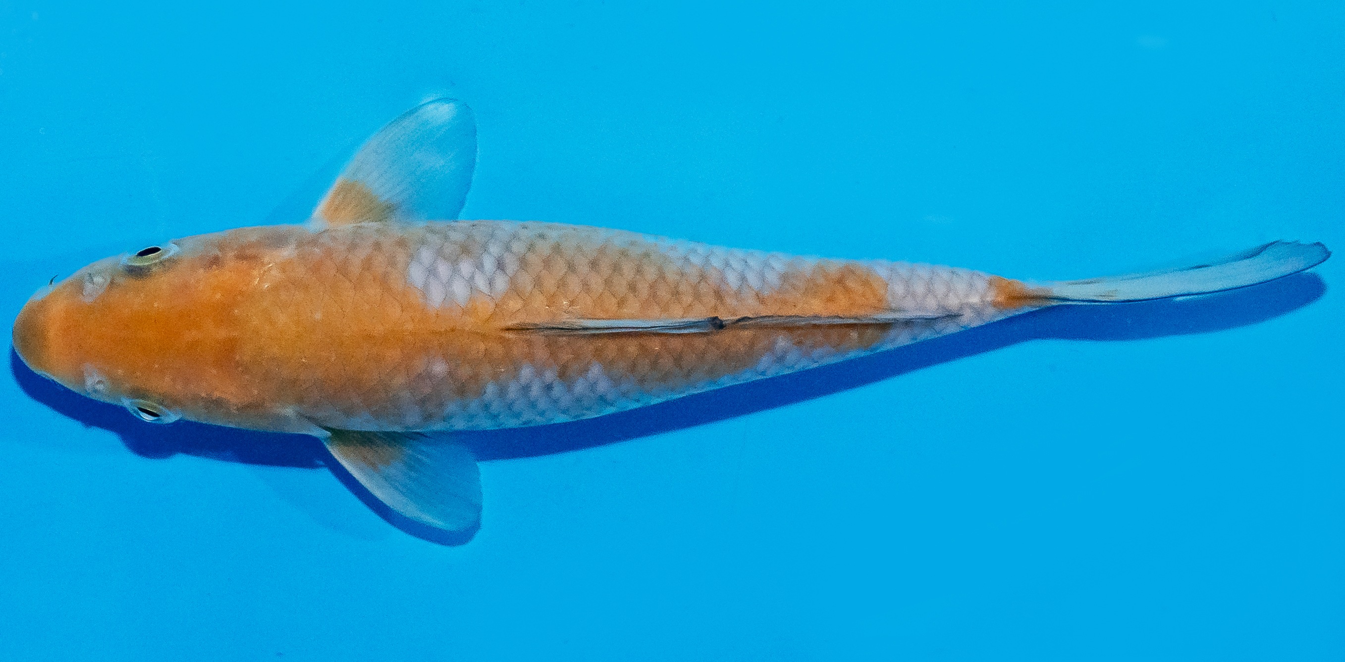 Koi 20-25cm Nr. 1938