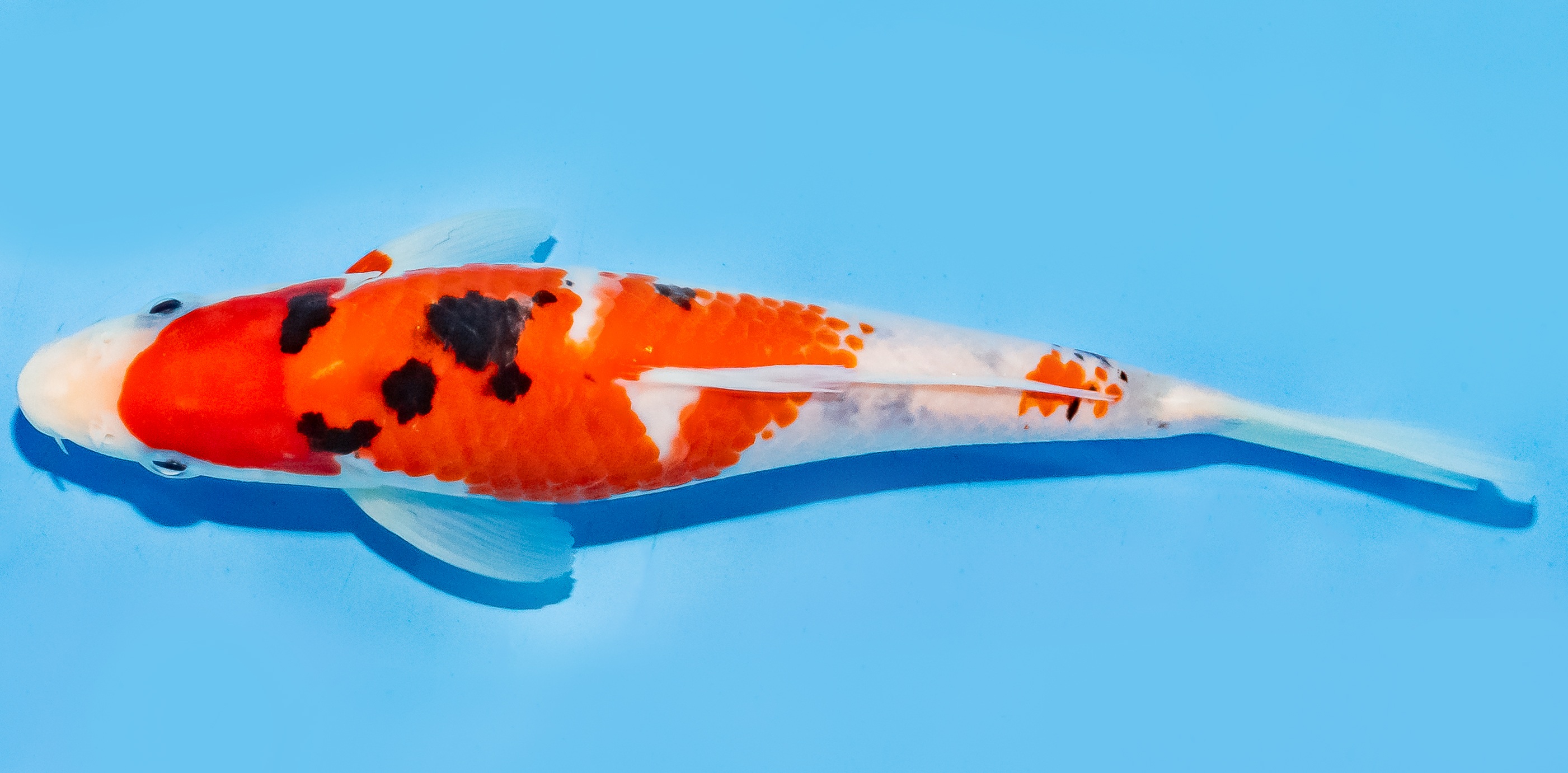 Koi 17-20cm Nr. 7153