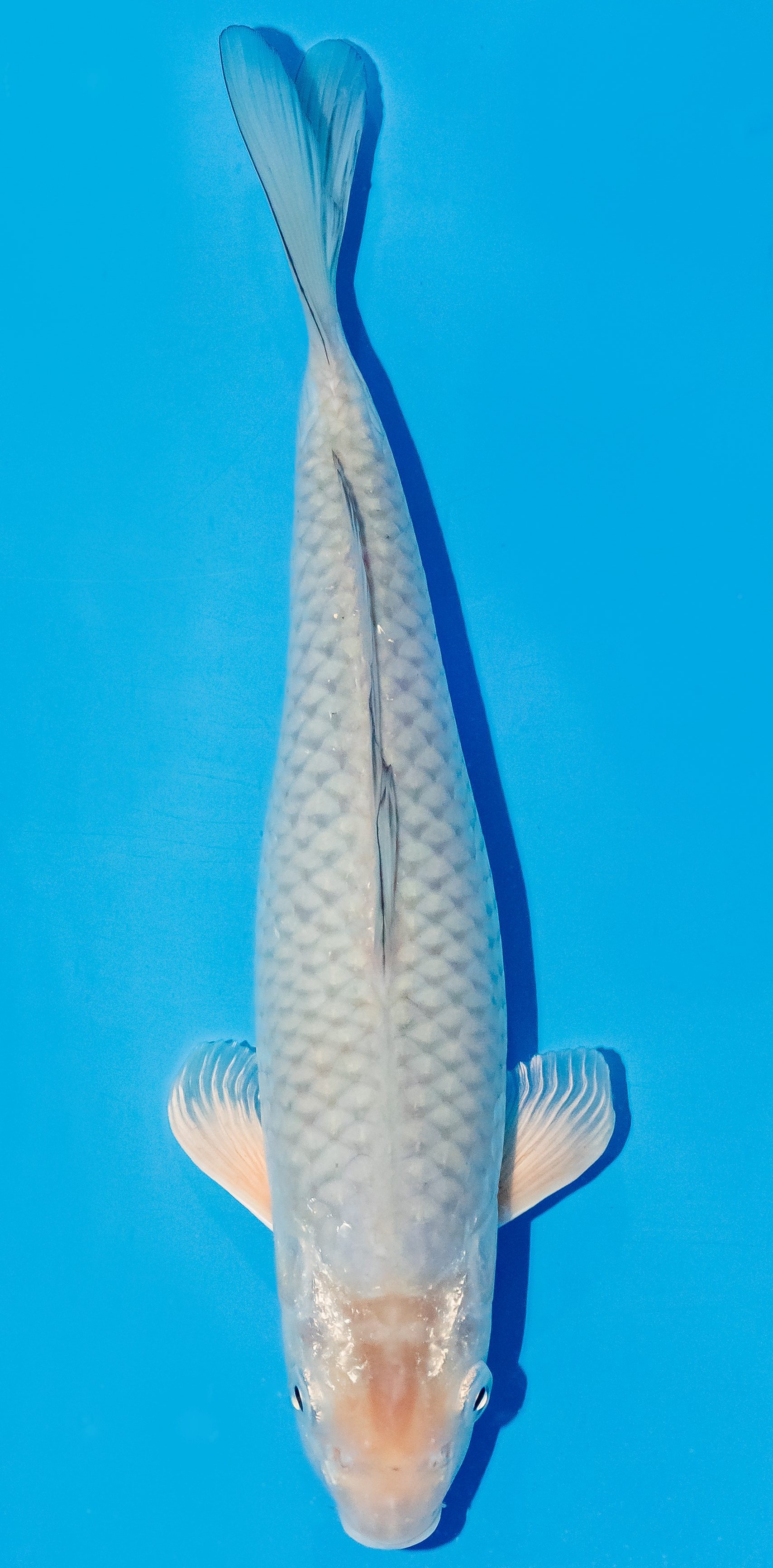 Koi 25-30cm Nr. 6244