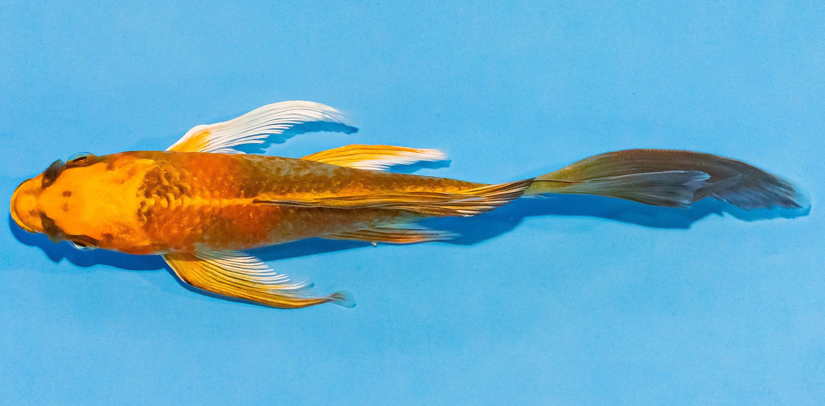Butterfly Koi 14-17cm Nr. 3741