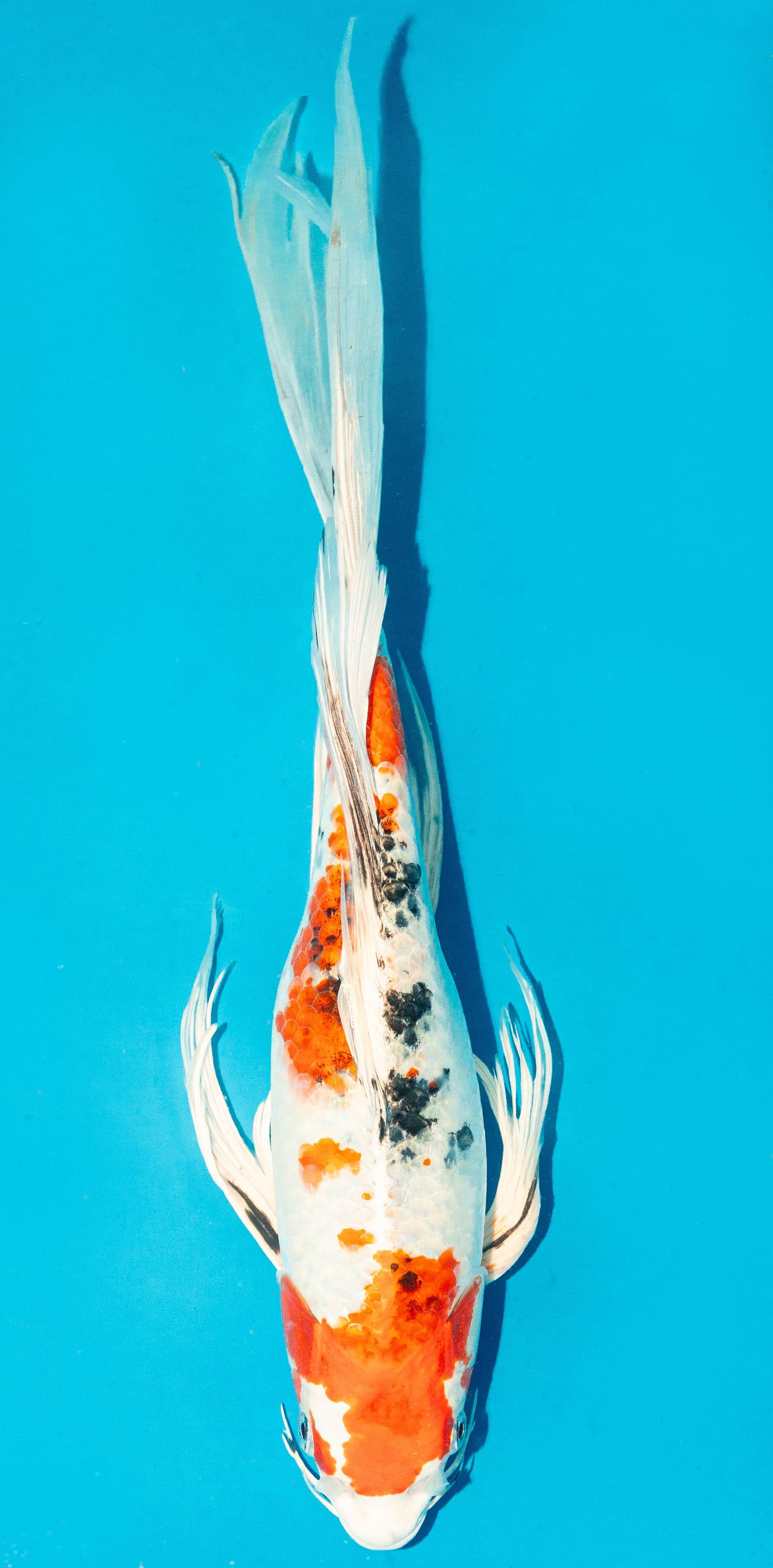 Butterfly Koi 35-40cm Nr. 4504