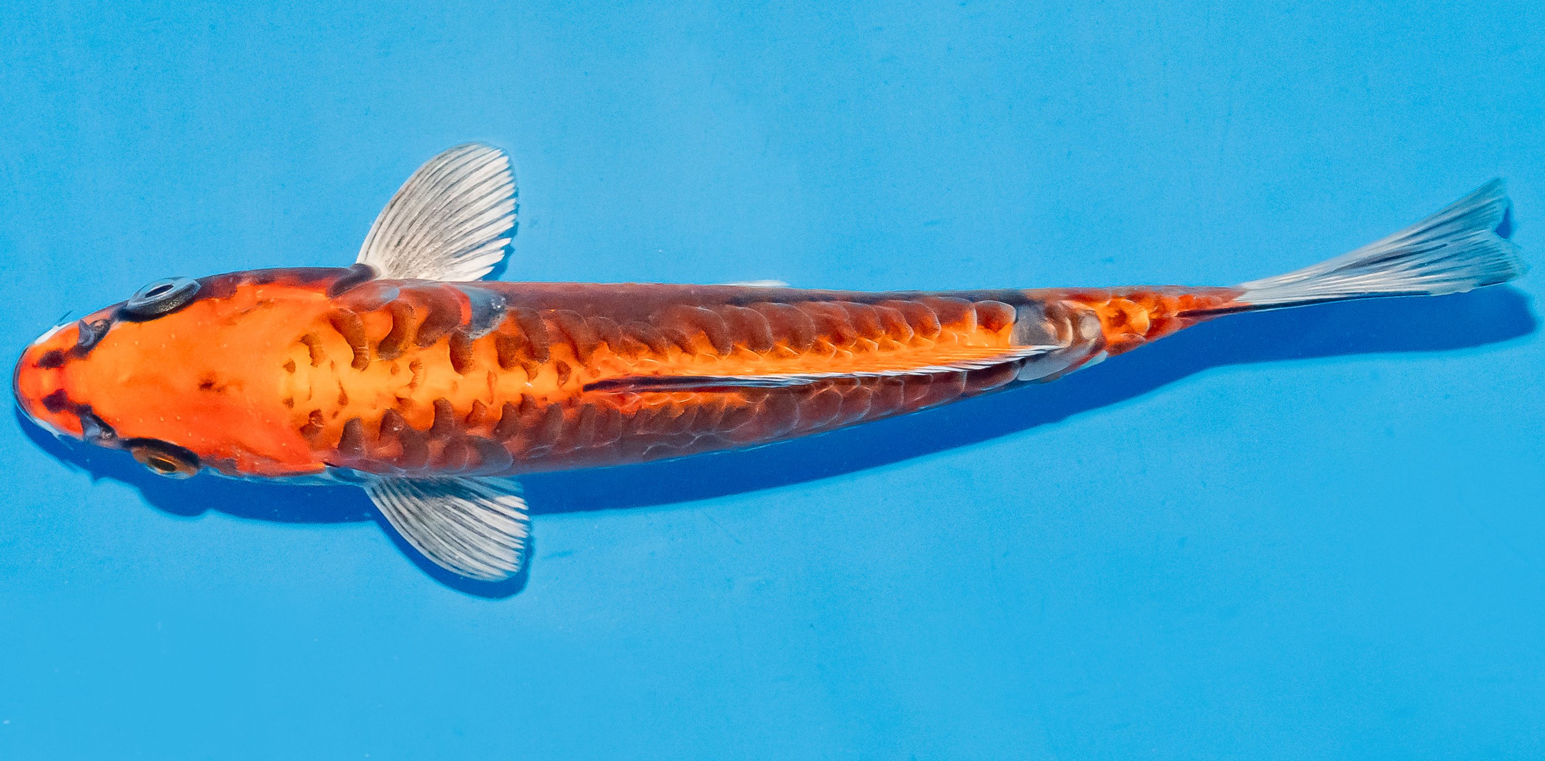 Koi 17-20cm Nr. 4532