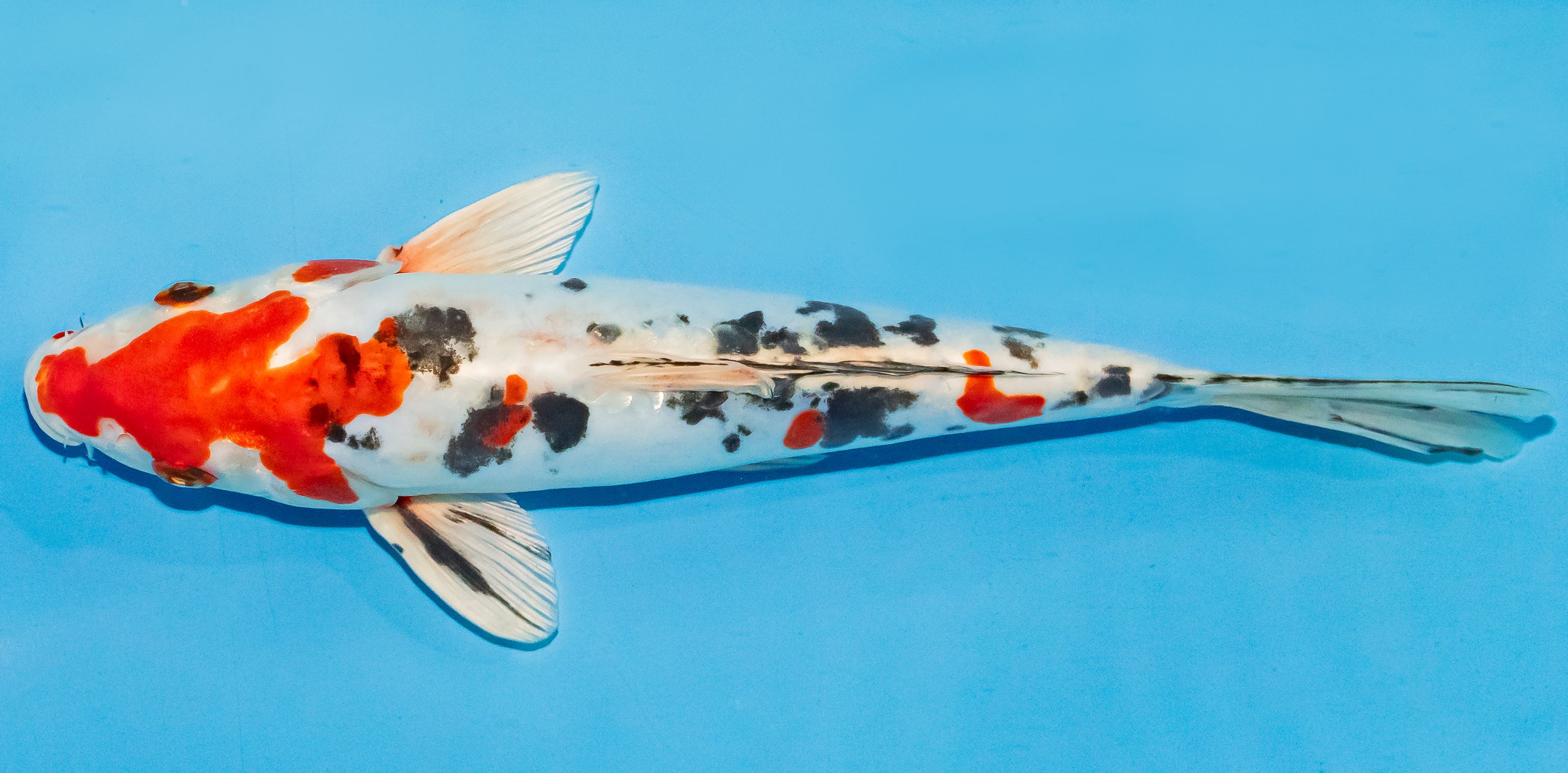 Koi 25-30cm Nr. 4229