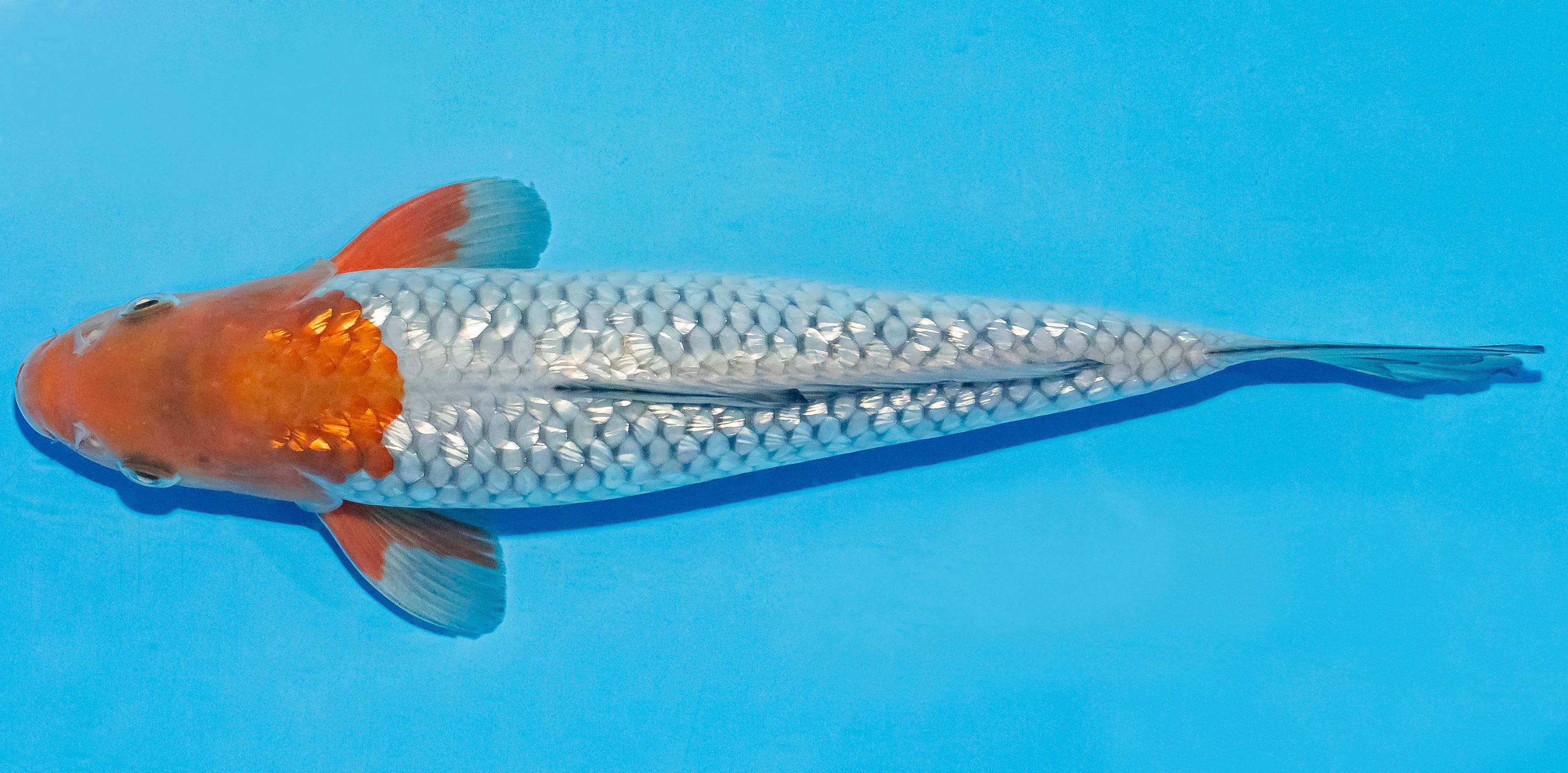 Koi 25-30cm Nr. 4202