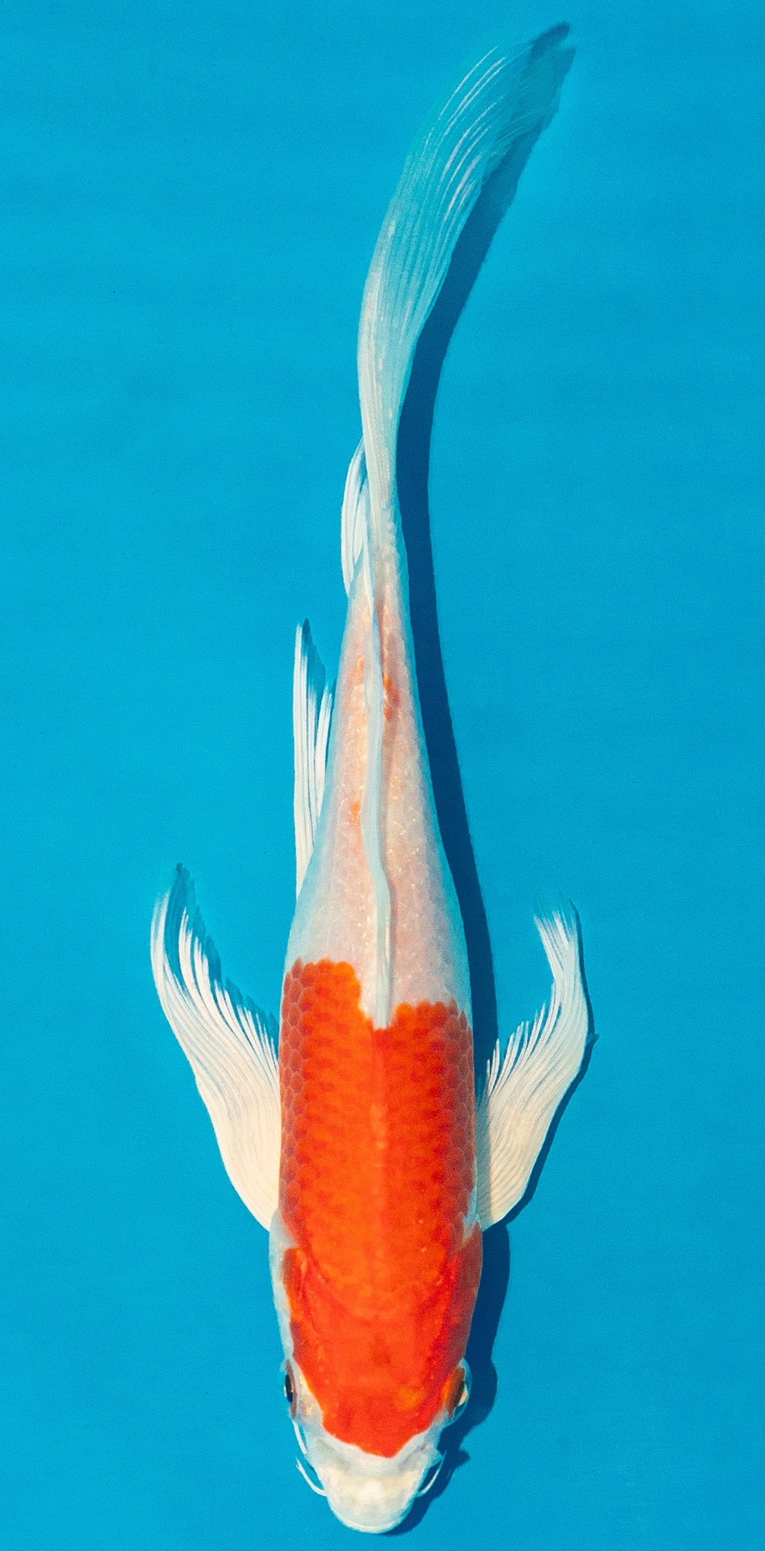 Butterfly Koi 20-25cm Nr. 4245