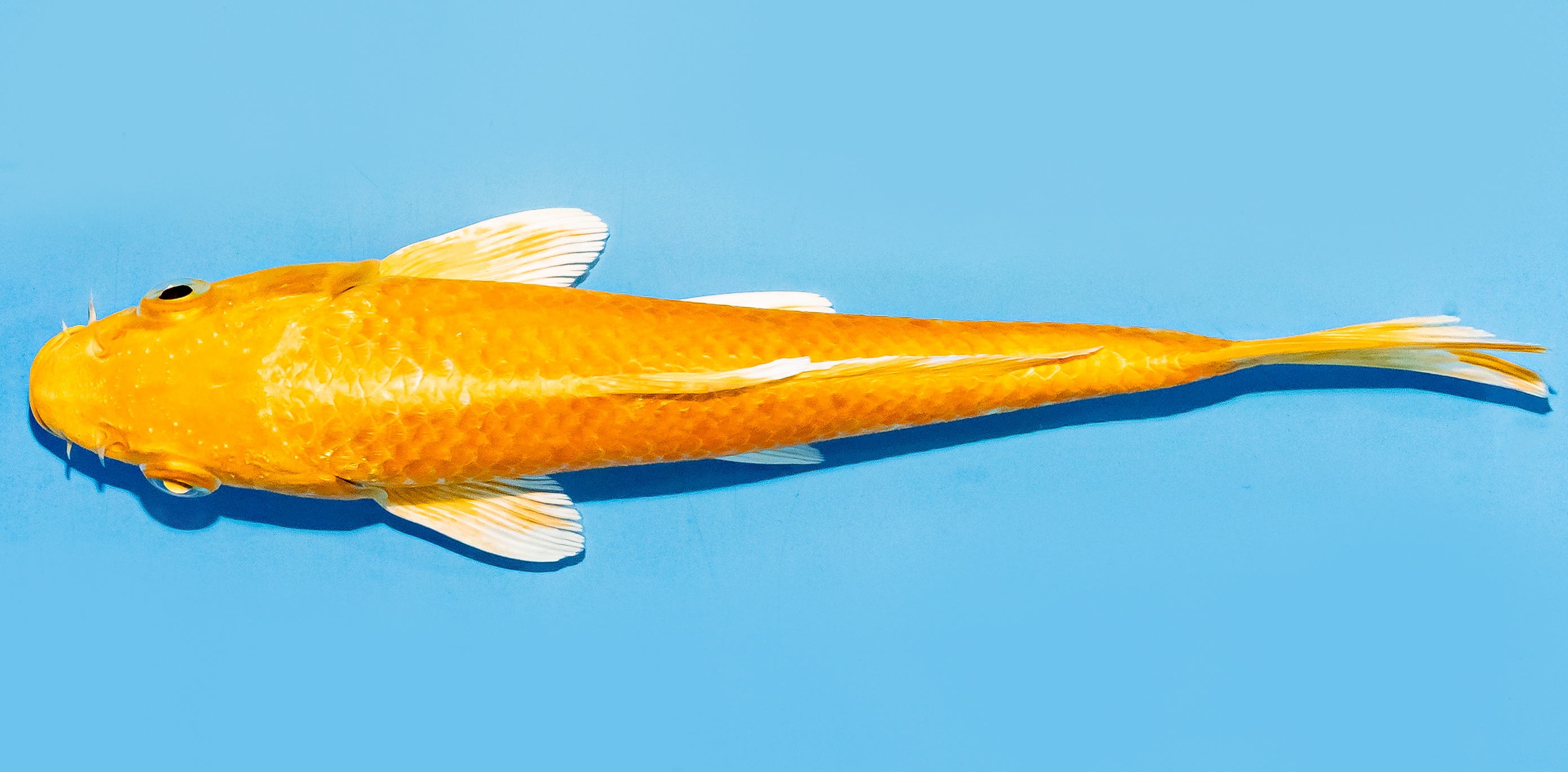 Koi 17-20cm Nr. 7812