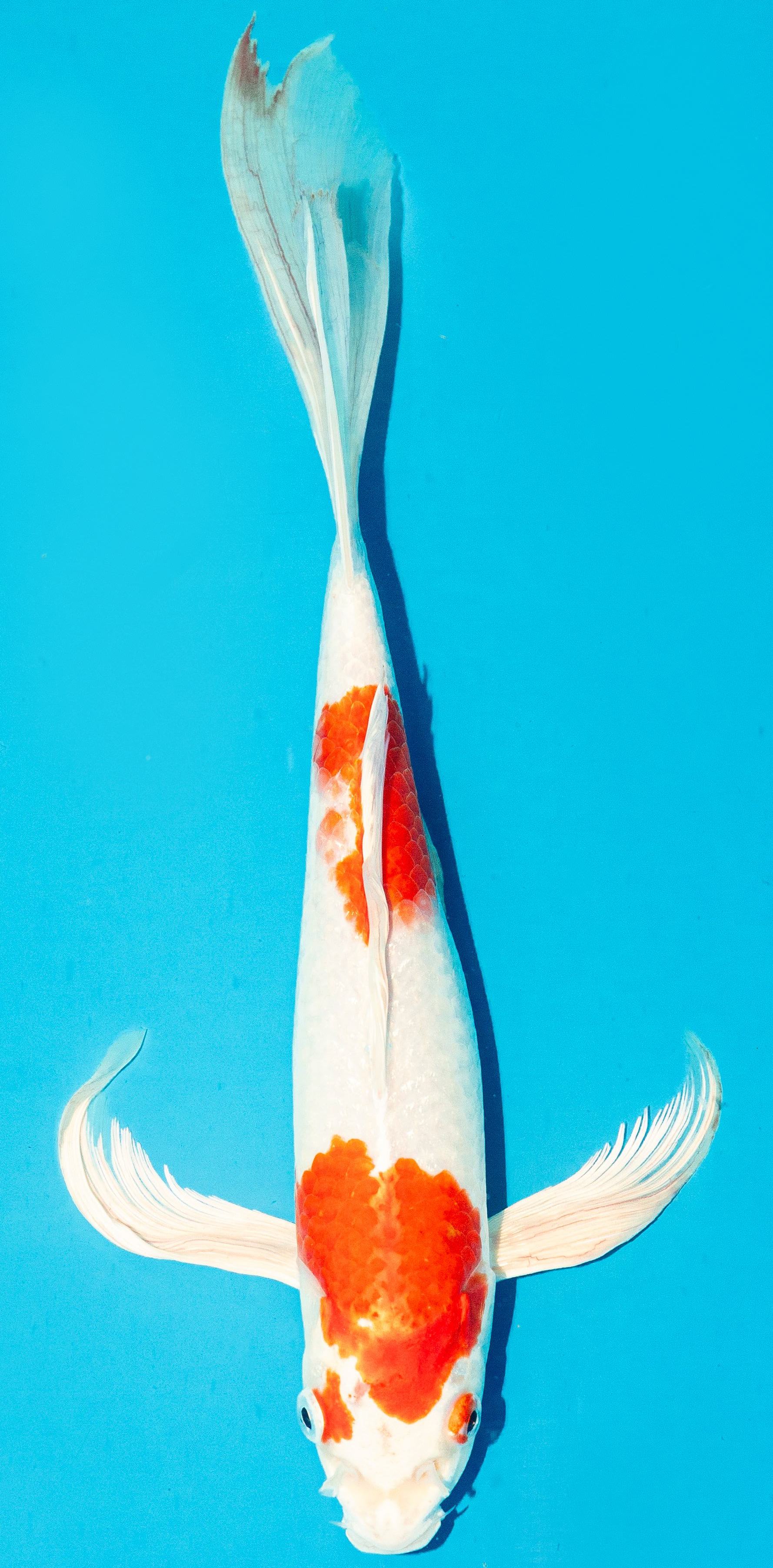 Butterfly Koi 30-35cm Nr. 4432