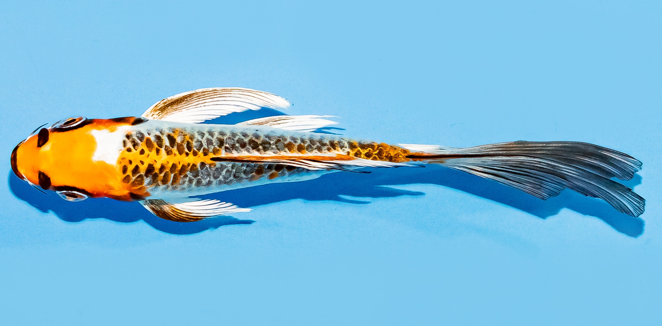 Butterfly Koi 14-17cm Nr. 7444