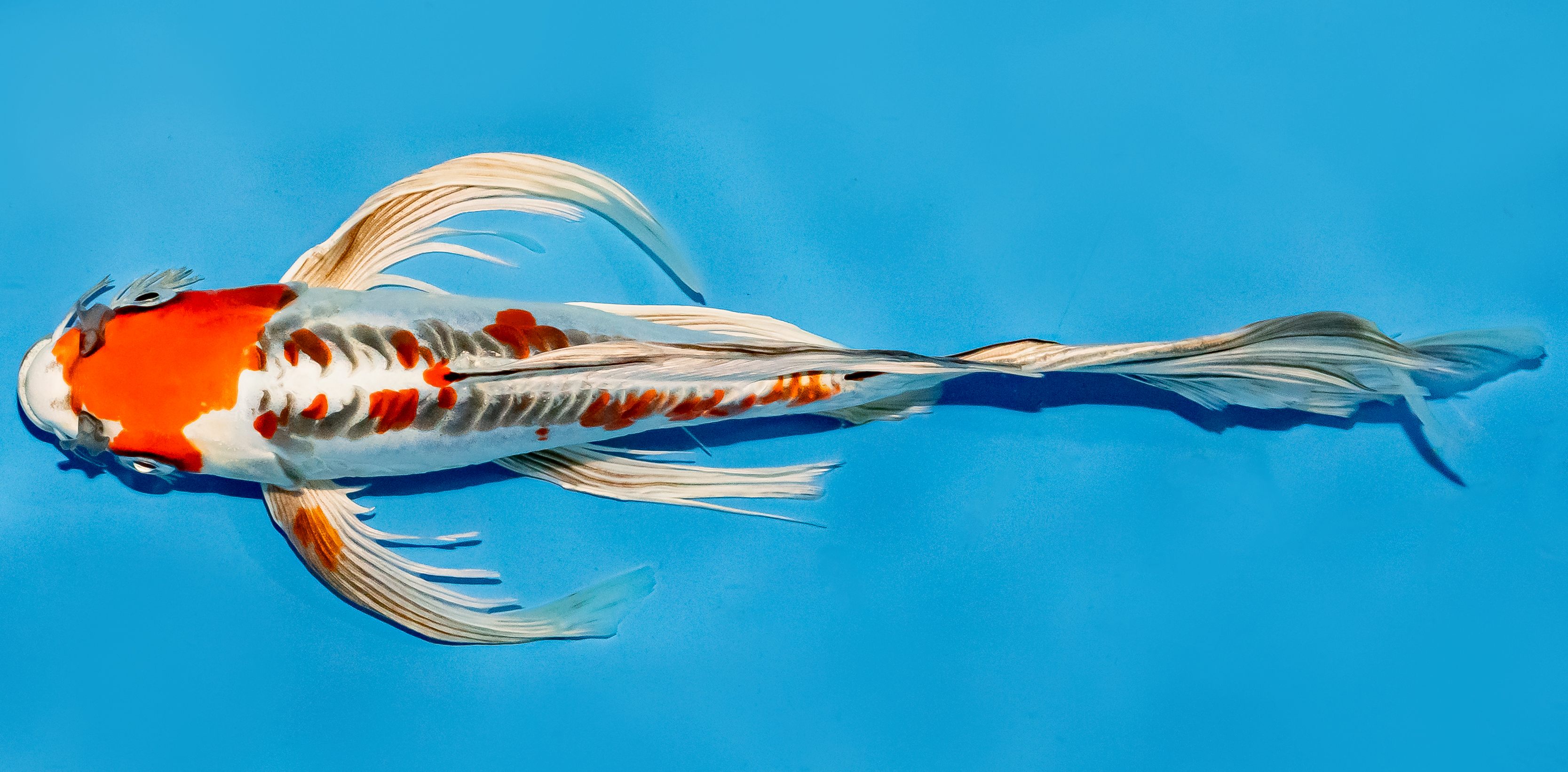 Butterfly Koi 25-30cm Nr. 5612