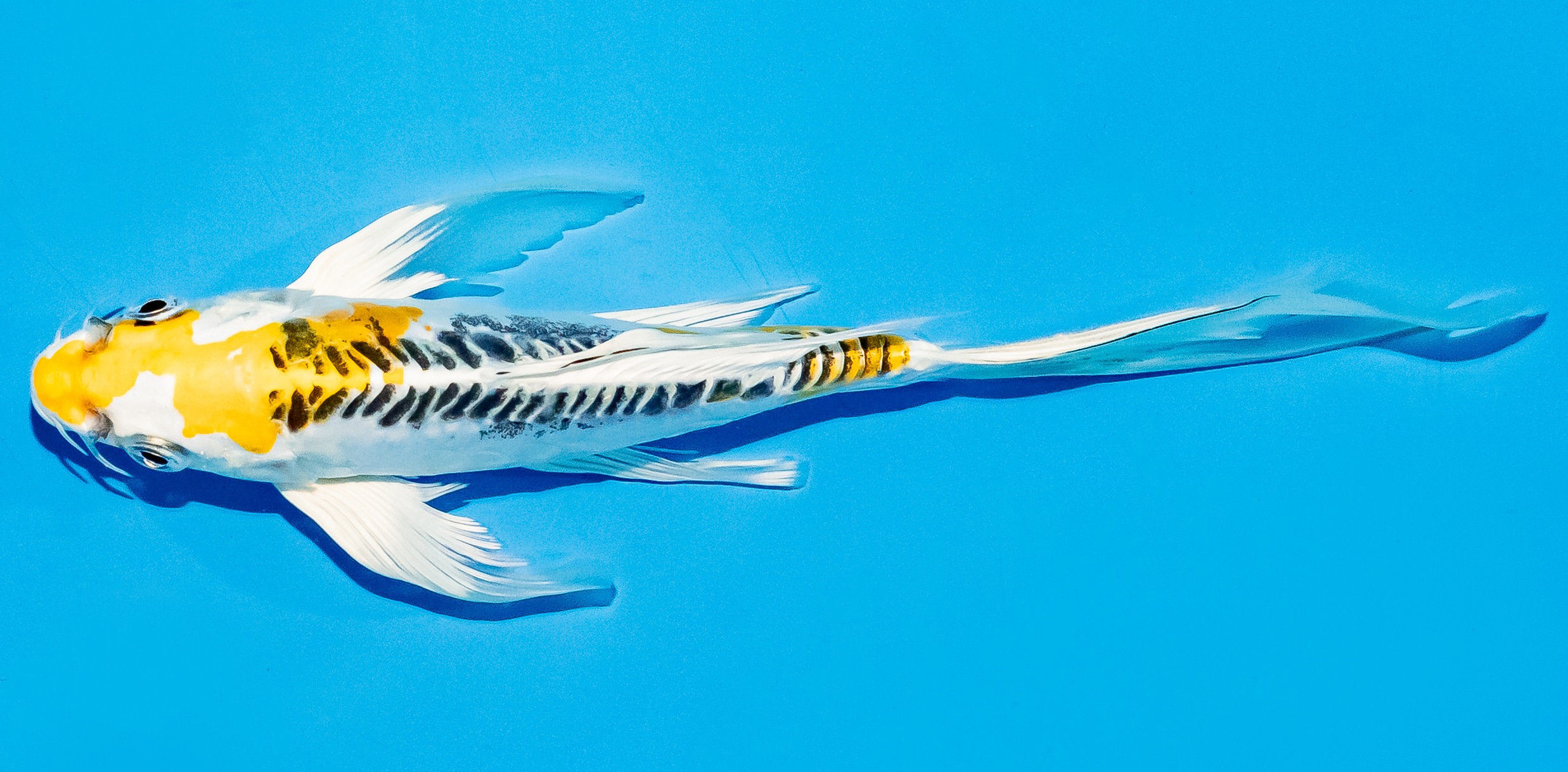 Butterfly Koi 20-25cm Nr. 5445