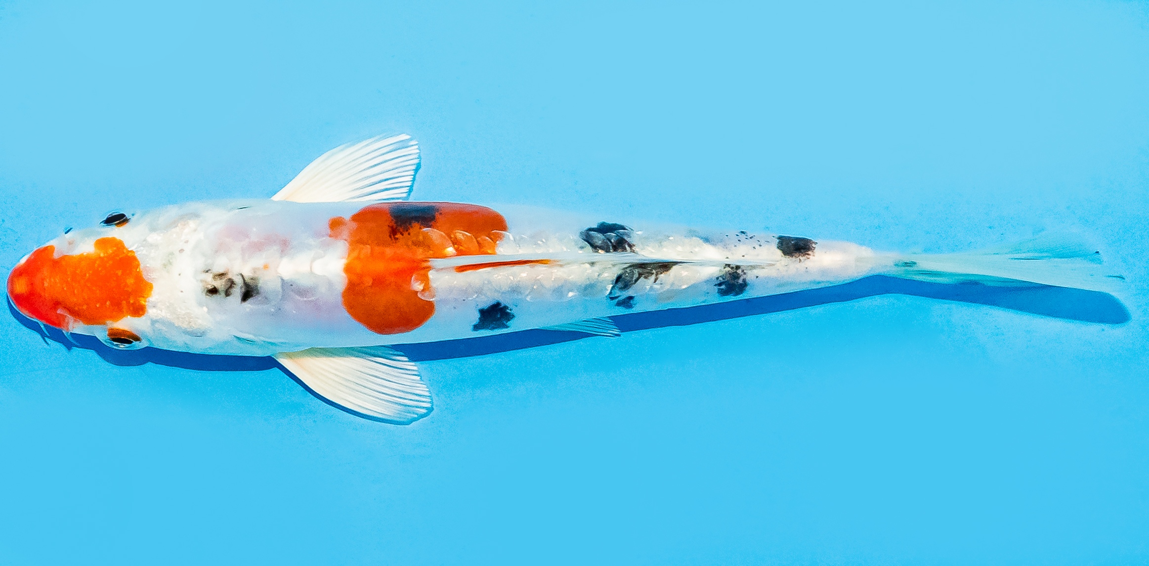Koi 14-17cm Nr. 7045