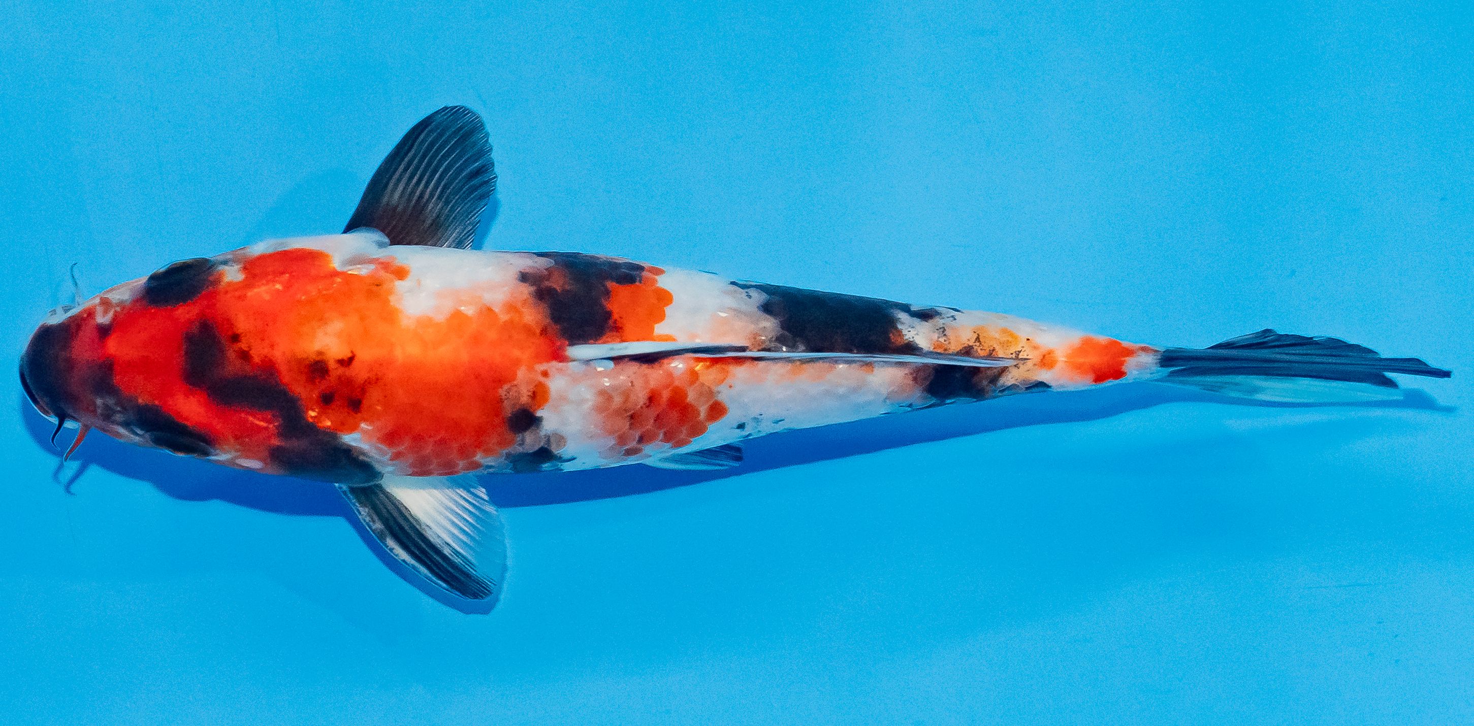 Koi 17-20cm Nr. 3302