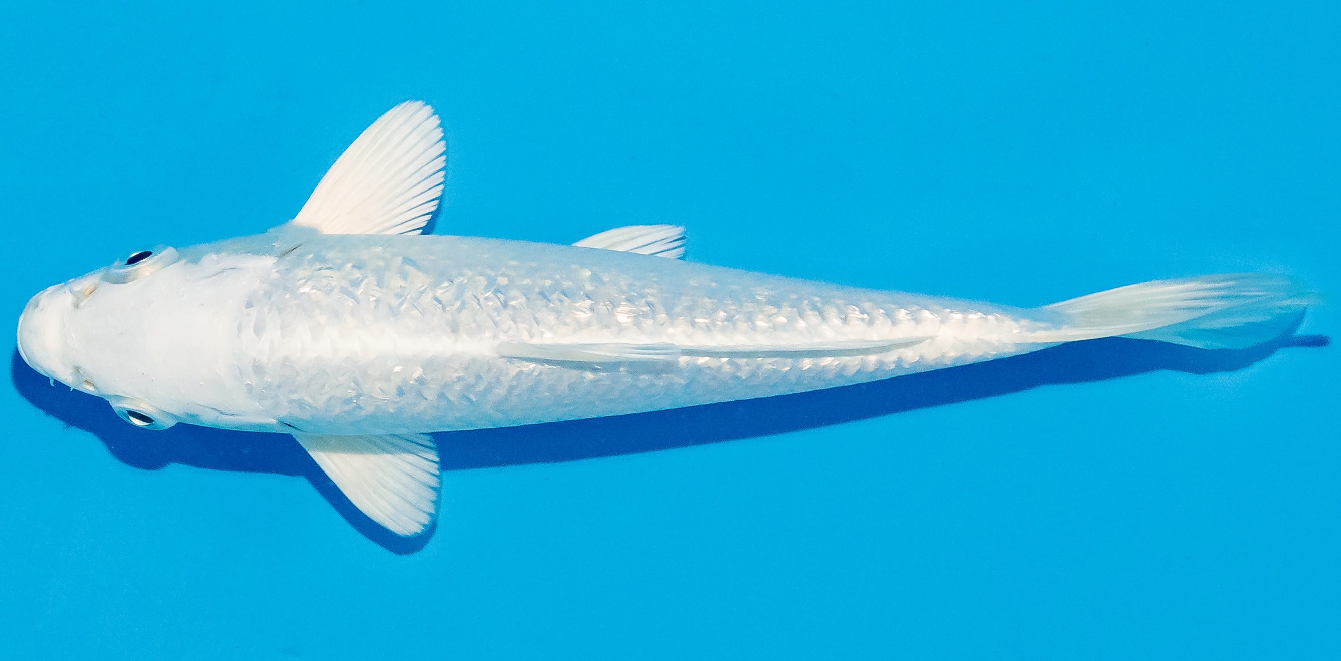 Koi 17-20cm Nr. 4530