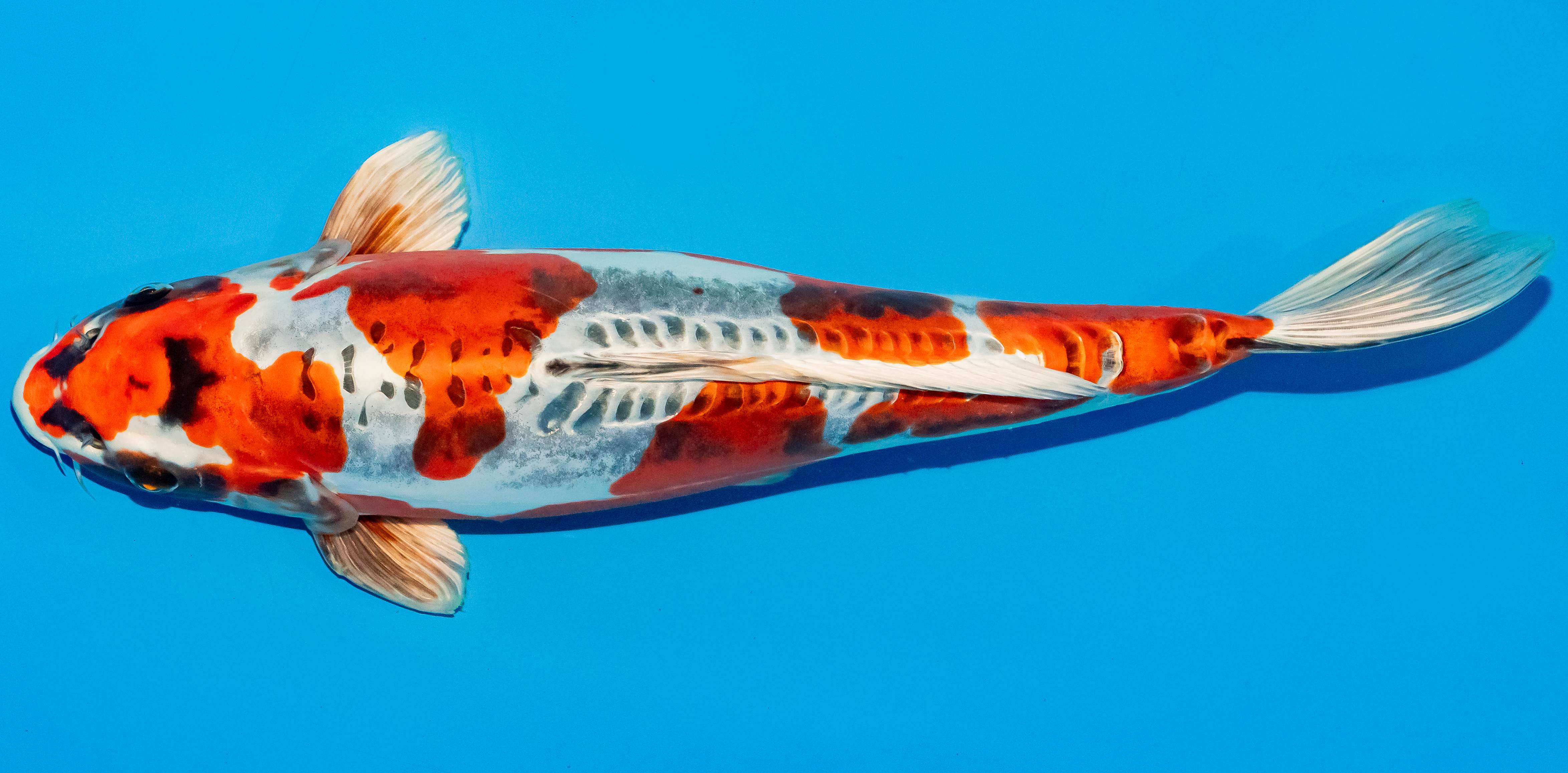 Koi 40-45cm Nr. 4925