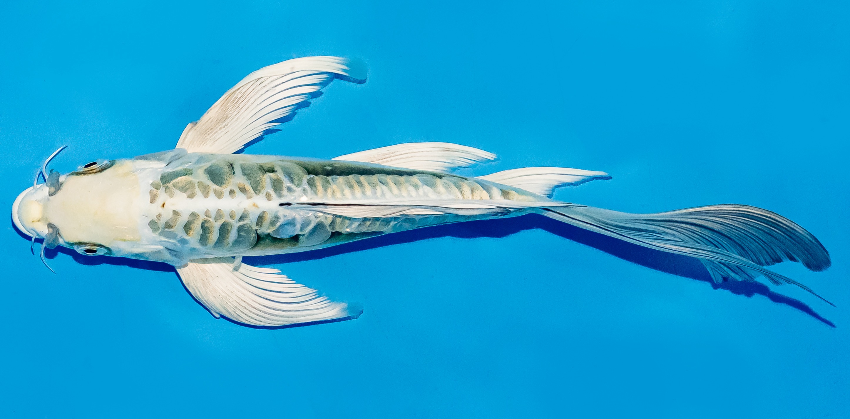 Butterfly Koi 25-30cm Nr. 6422