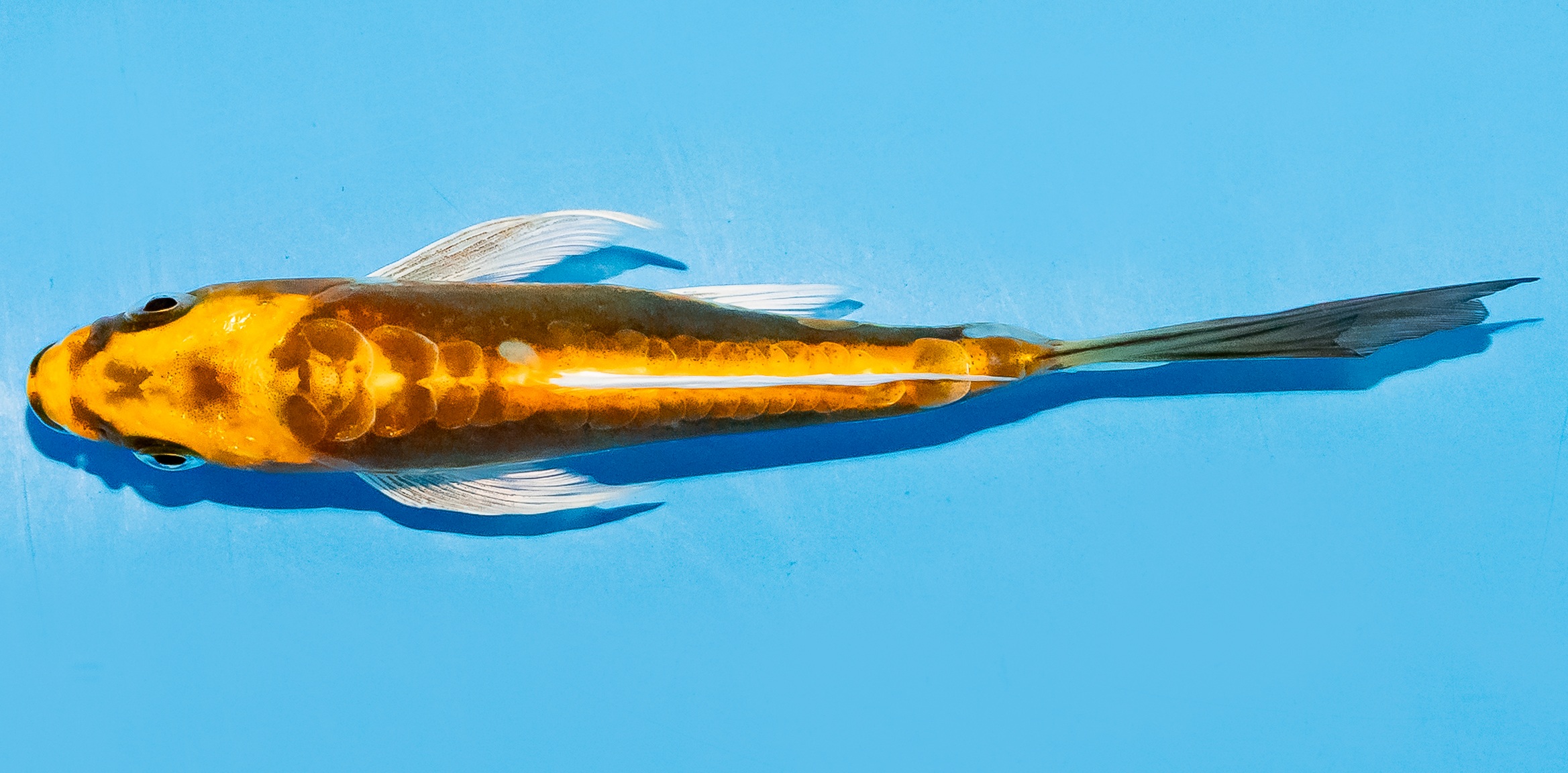 Butterfly Koi 14-17cm Nr. 7443