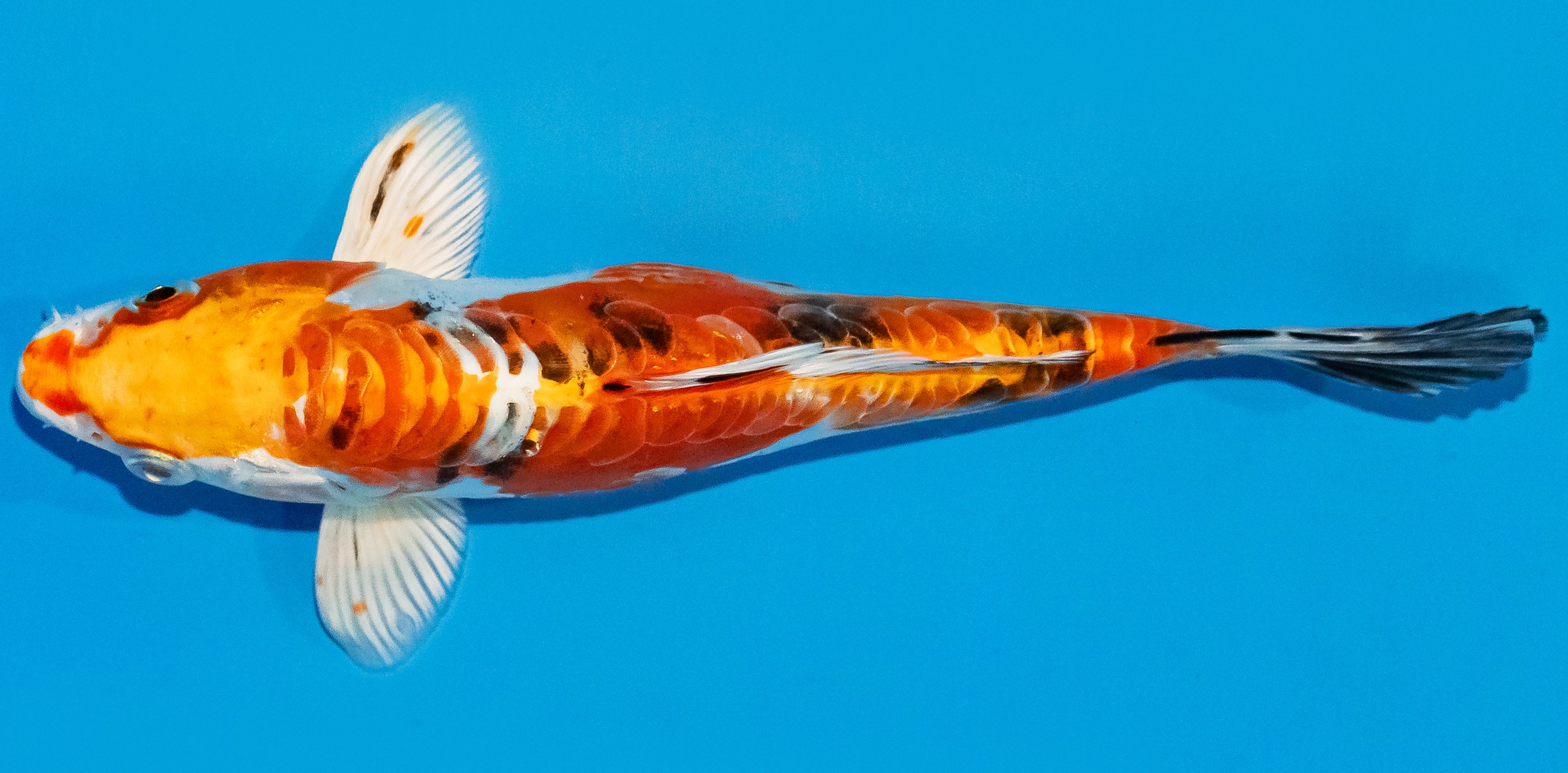 Koi 17-20cm Nr. 2191