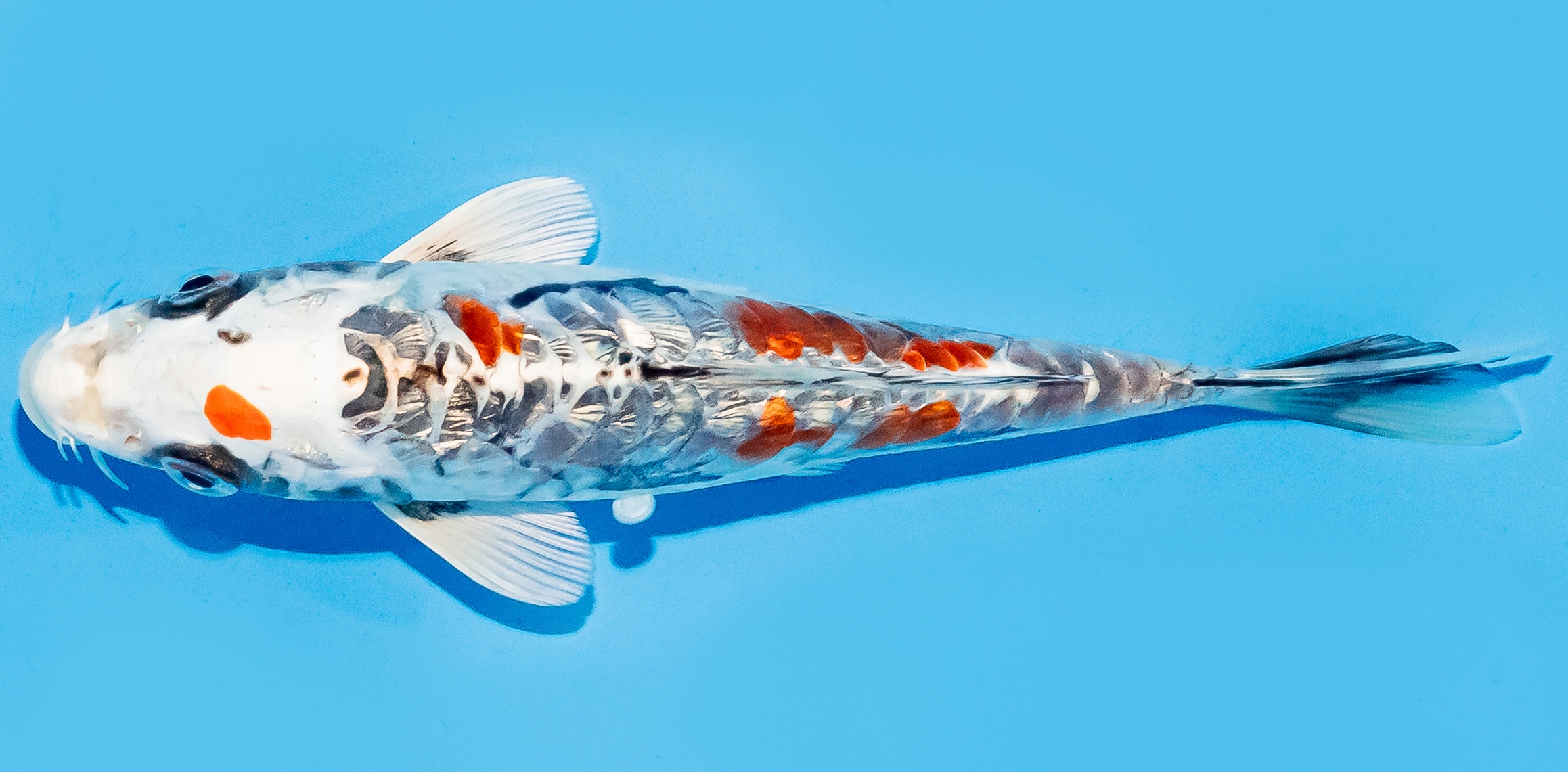 Koi 14-17cm Nr. 7048