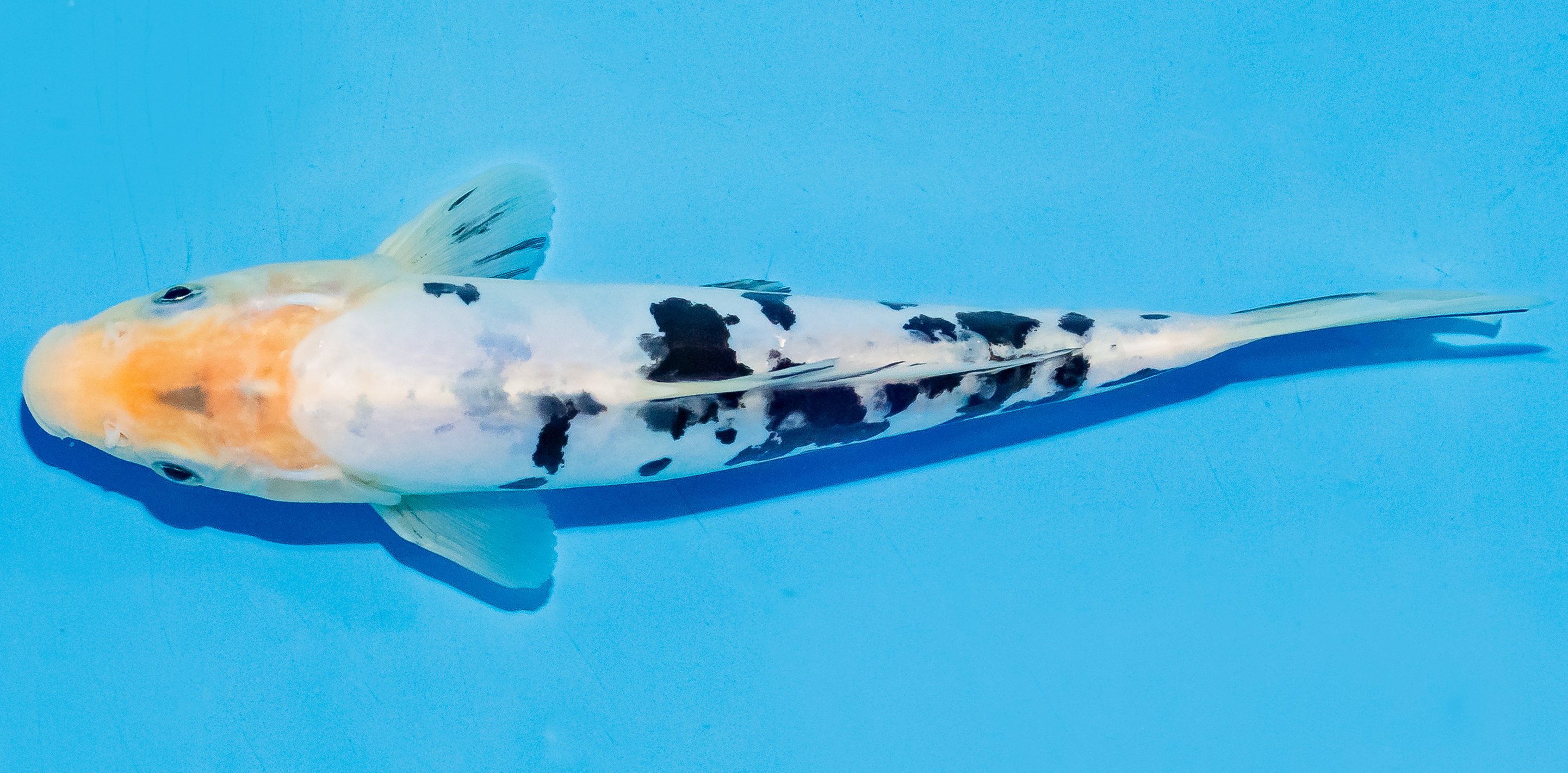 Koi 20-25cm Nr. 6018